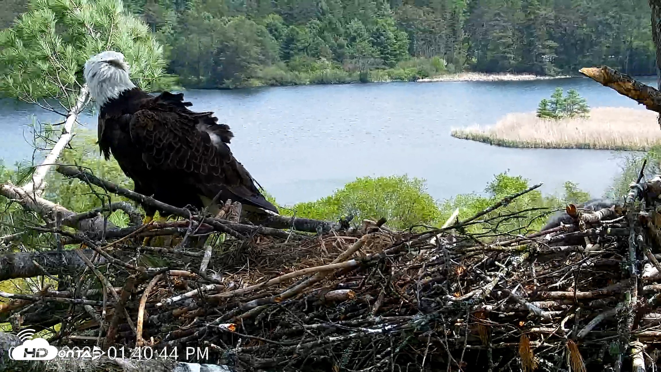 Snapshot of VINS Bald Eagles Nest Live Cams taken May 19, 2026, 1:41pm EDT