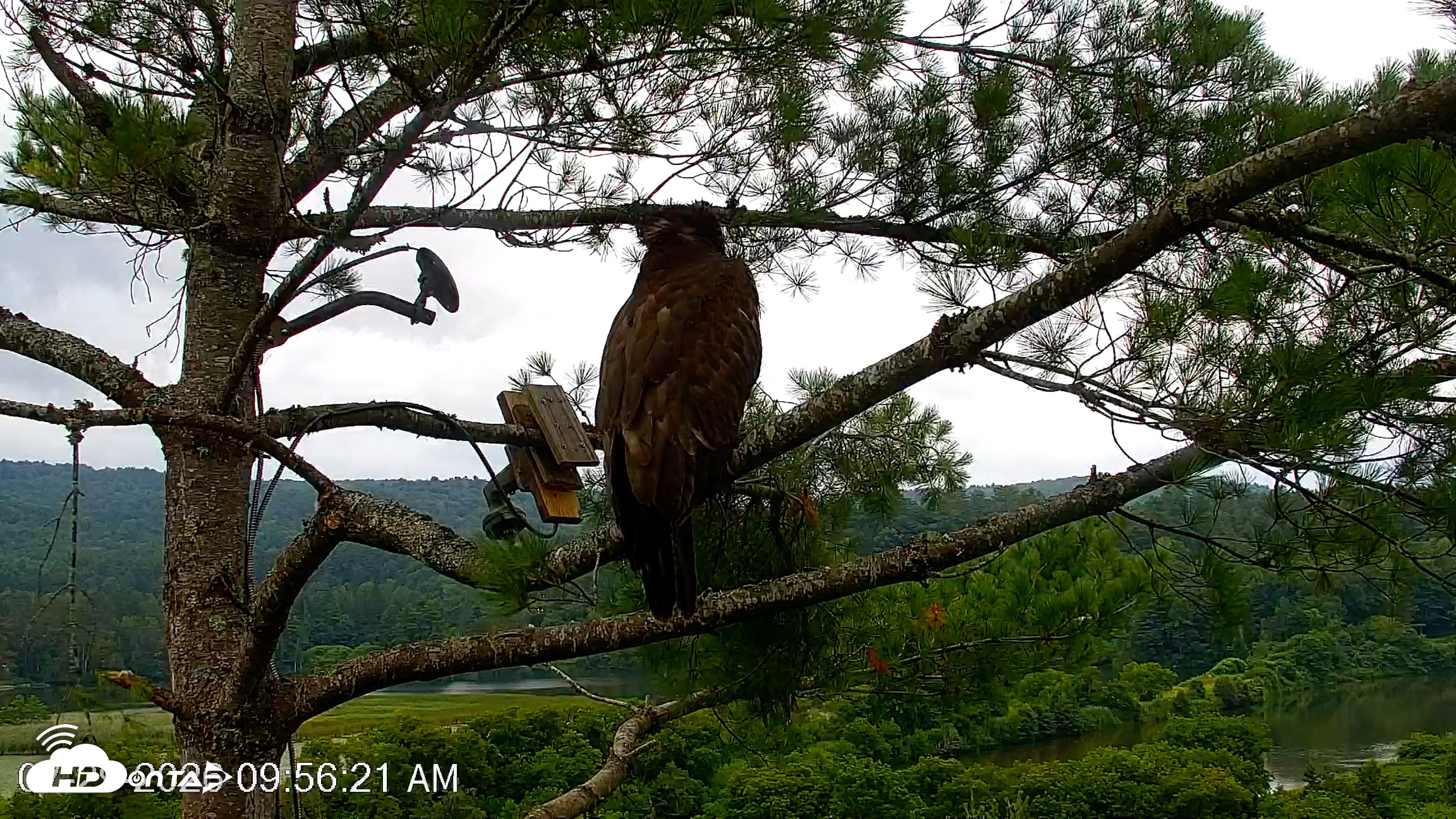 Snapshot of VINS Bald Eagles Nest Live Cams taken Jul 29, 2026, 9:57am EDT