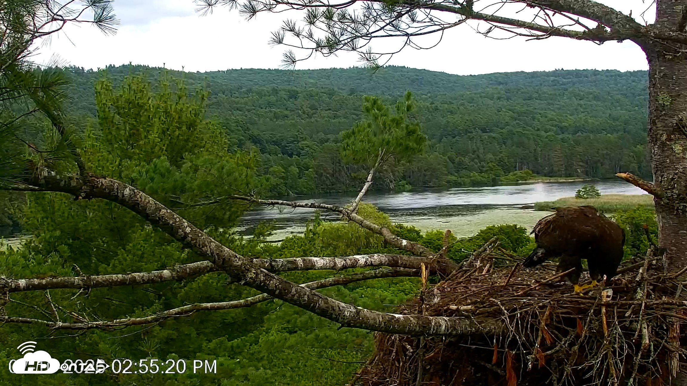Snapshot of VINS Bald Eagles Nest Live Cams taken Jul 10, 2026, 2:57pm EDT
