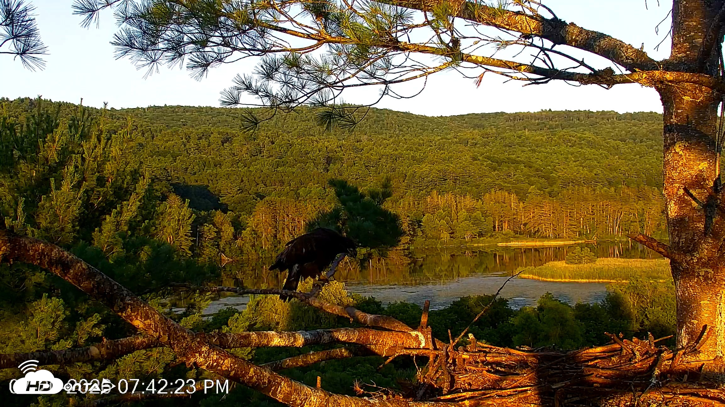Snapshot of VINS Bald Eagles Nest Live Cams taken Jul 20, 2026, 7:43pm EDT
