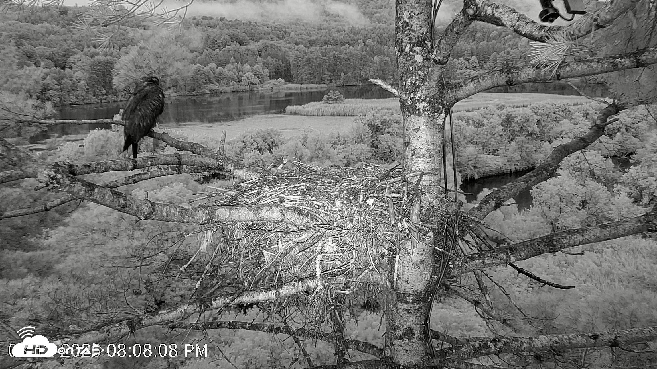 Snapshot of VINS Bald Eagles Nest Live Cams taken Aug 12, 2026, 8:09pm EDT