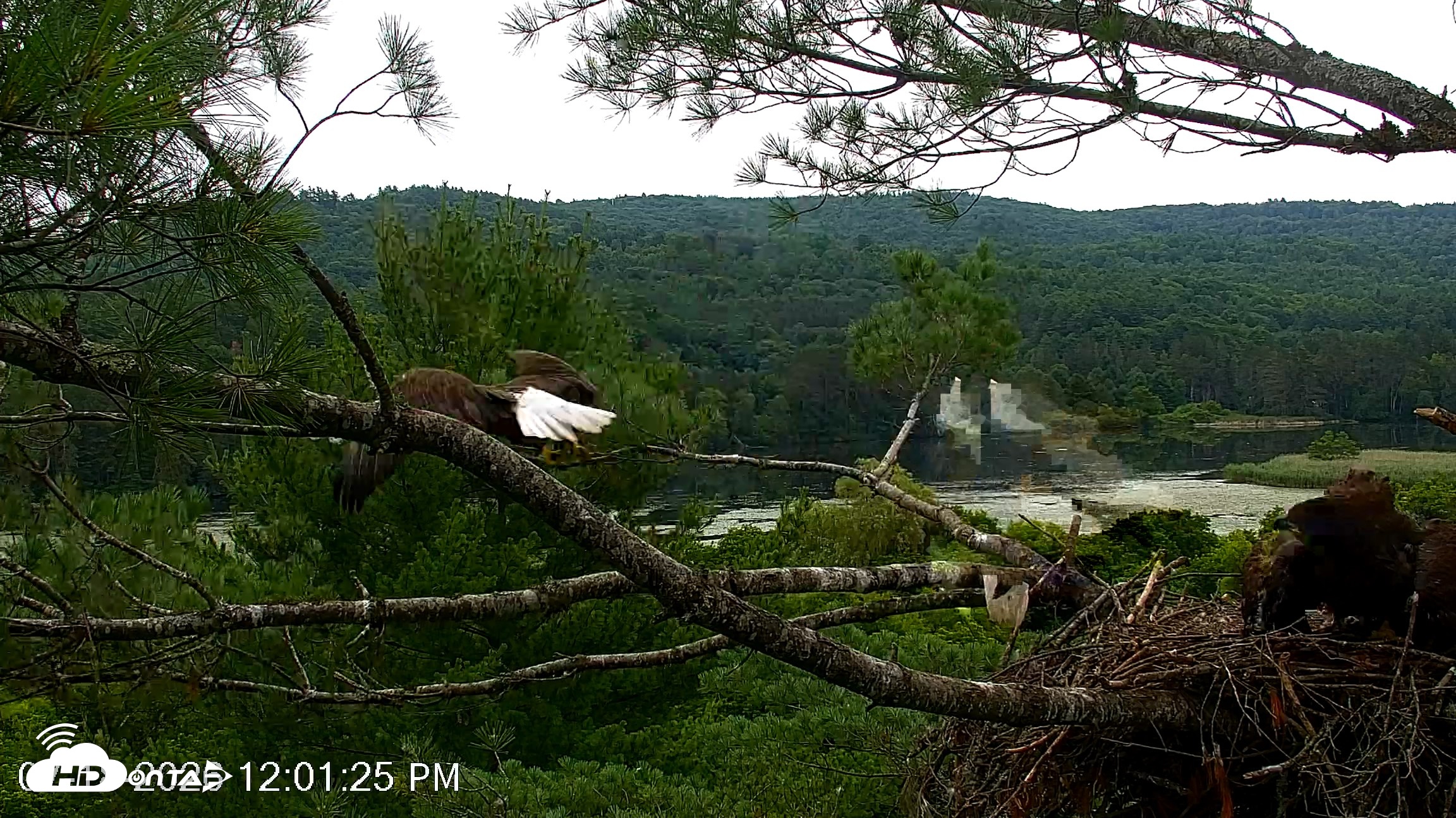 Snapshot of VINS Bald Eagles Nest Live Cams taken Jul 18, 2026, 12:02pm EDT