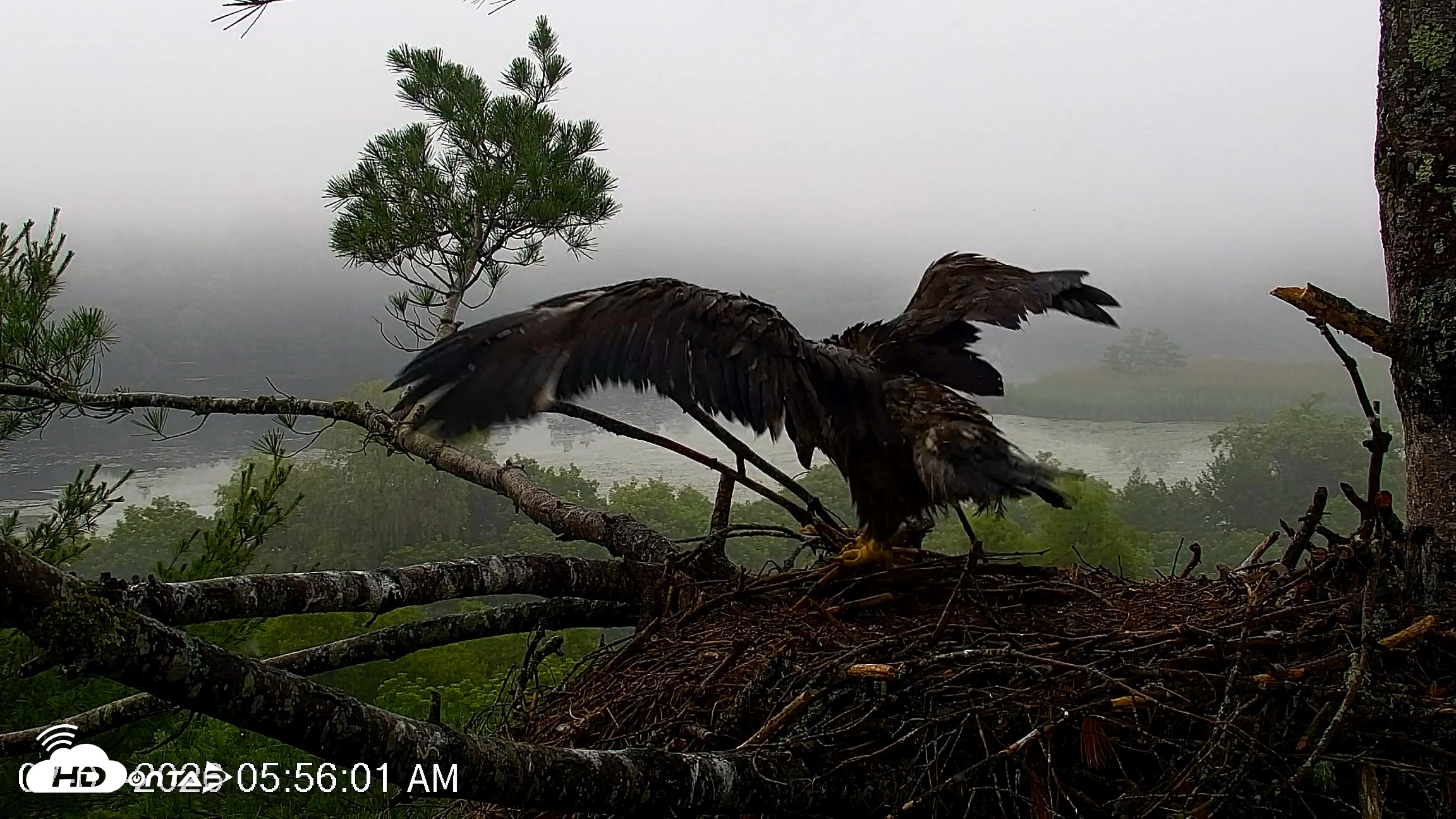Snapshot of VINS Bald Eagles Nest Live Cams taken Jul 1, 2026, 5:56am EDT