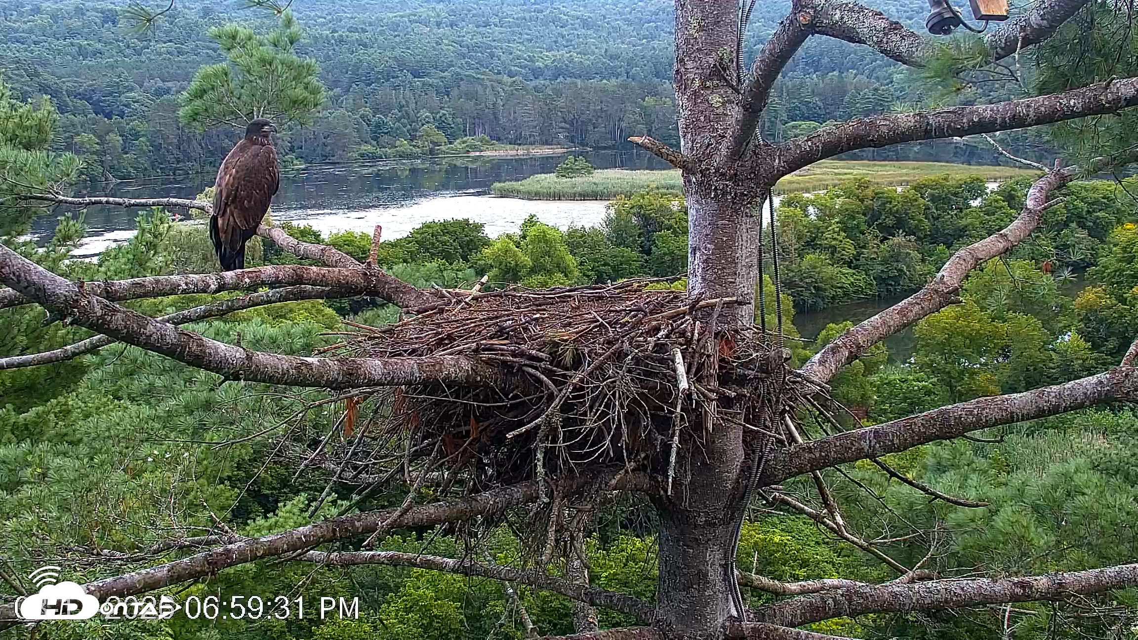 Snapshot of VINS Bald Eagles Nest Live Cams taken Aug 17, 2026, 7:00pm EDT