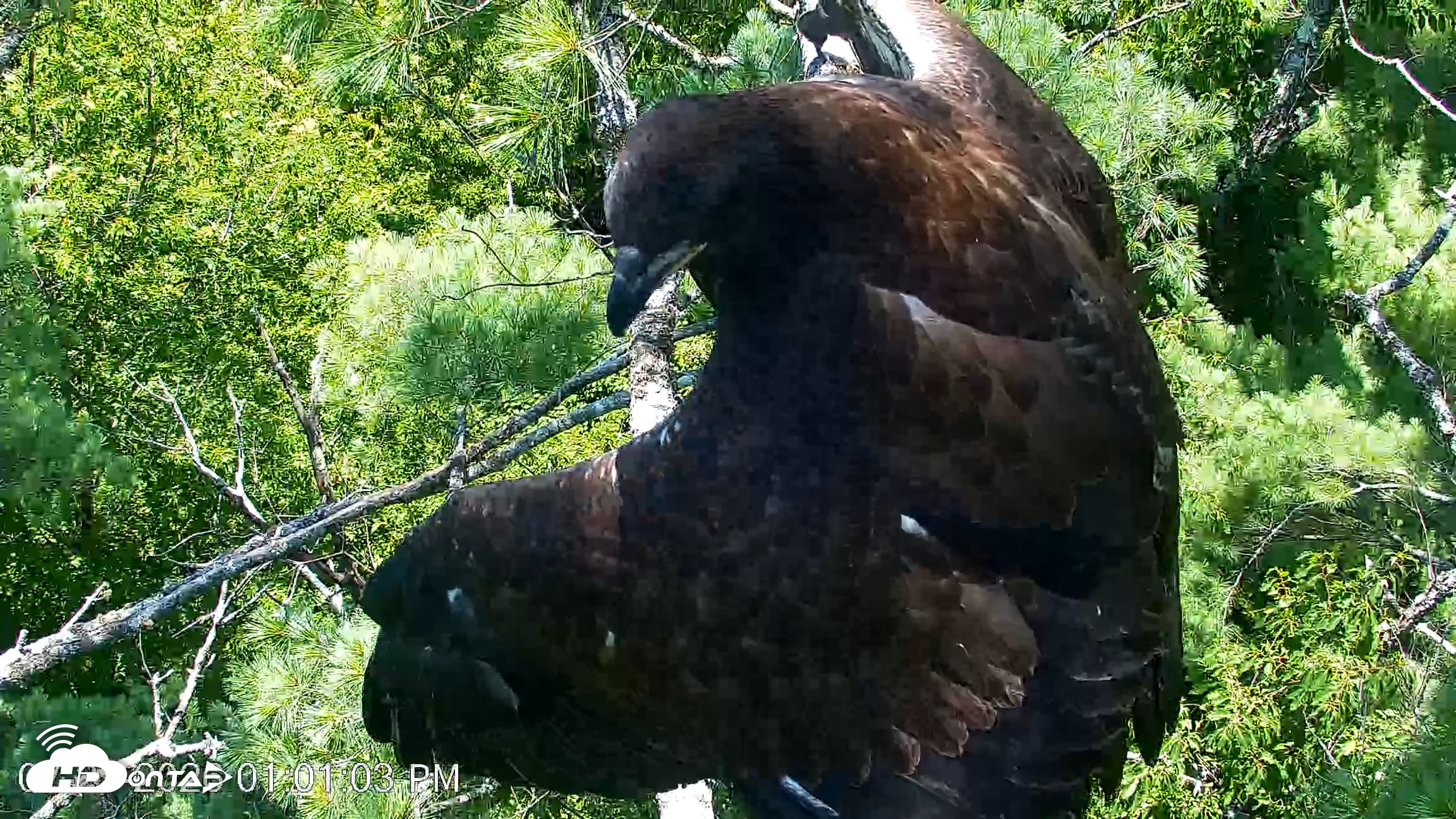 Snapshot of VINS Bald Eagles Nest Live Cams taken Jul 27, 2026, 1:01pm EDT