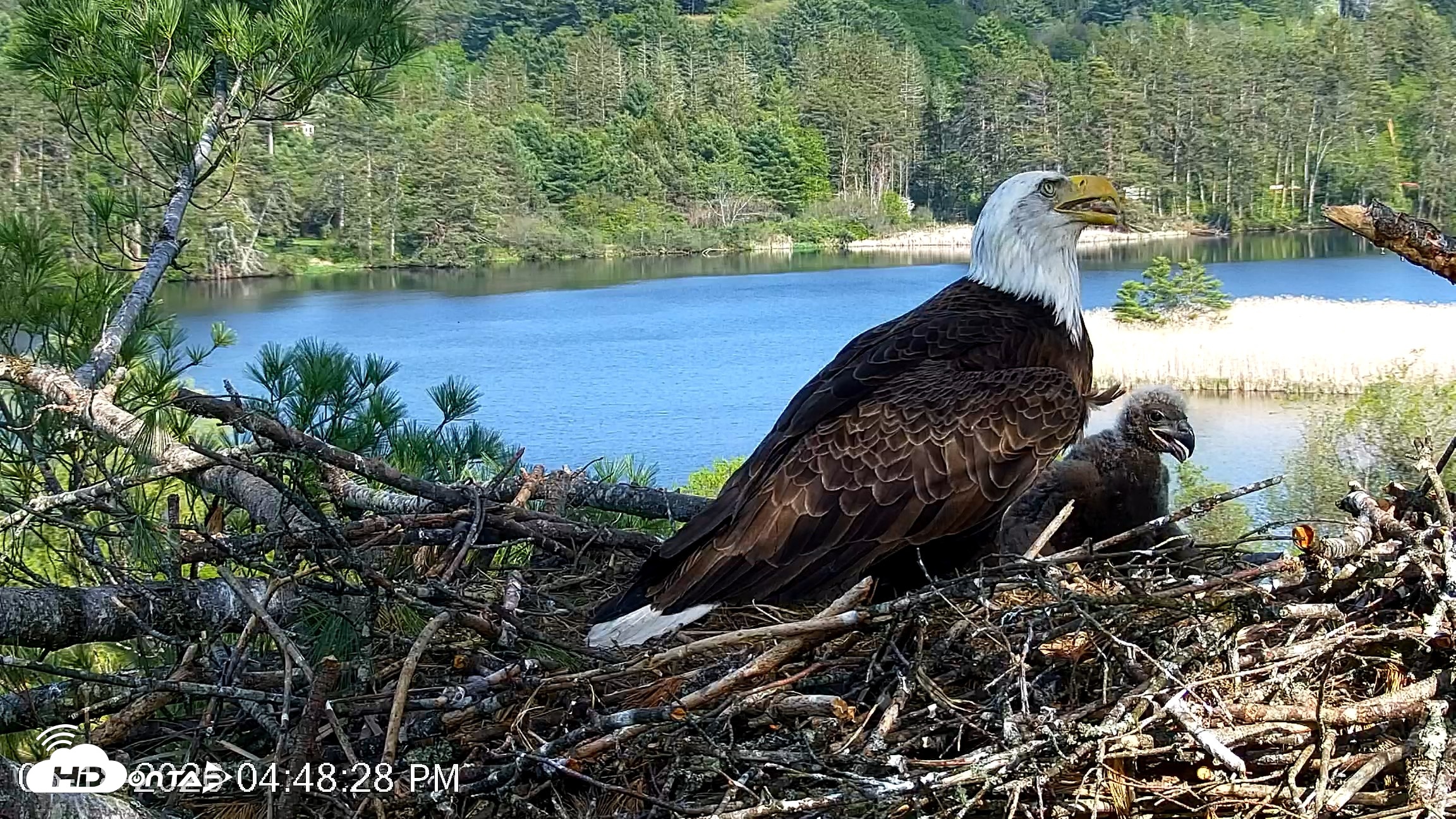 Snapshot of VINS Bald Eagles Nest Live Cams taken May 18, 2026, 4:49pm EDT