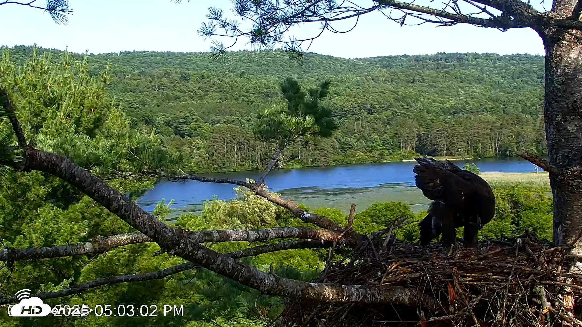 Snapshot of VINS Bald Eagles Nest Live Cams taken Jul 17, 2026, 5:04pm EDT