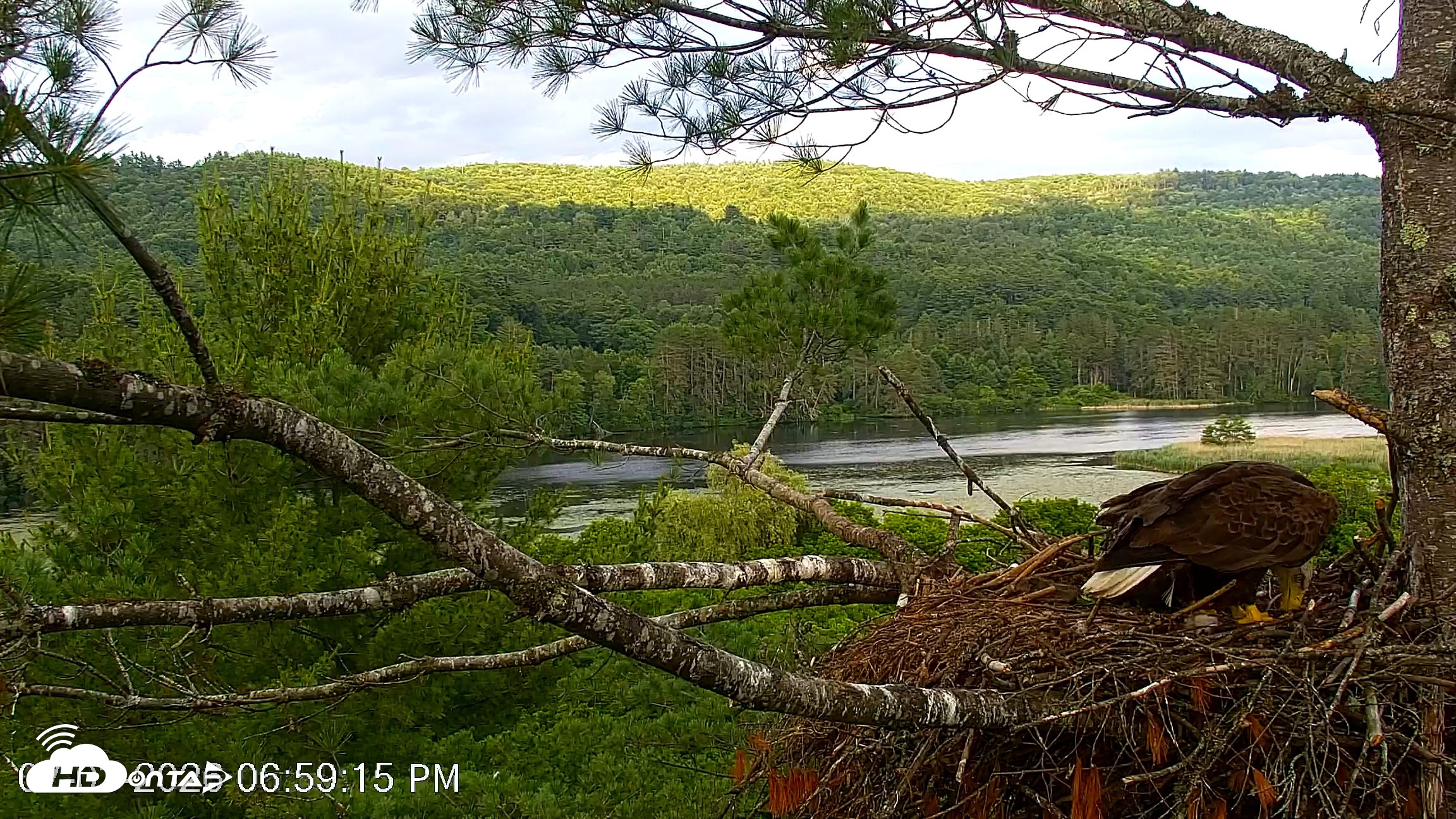 Snapshot of VINS Bald Eagles Nest Live Cams taken Jul 3, 2026, 7:00pm EDT