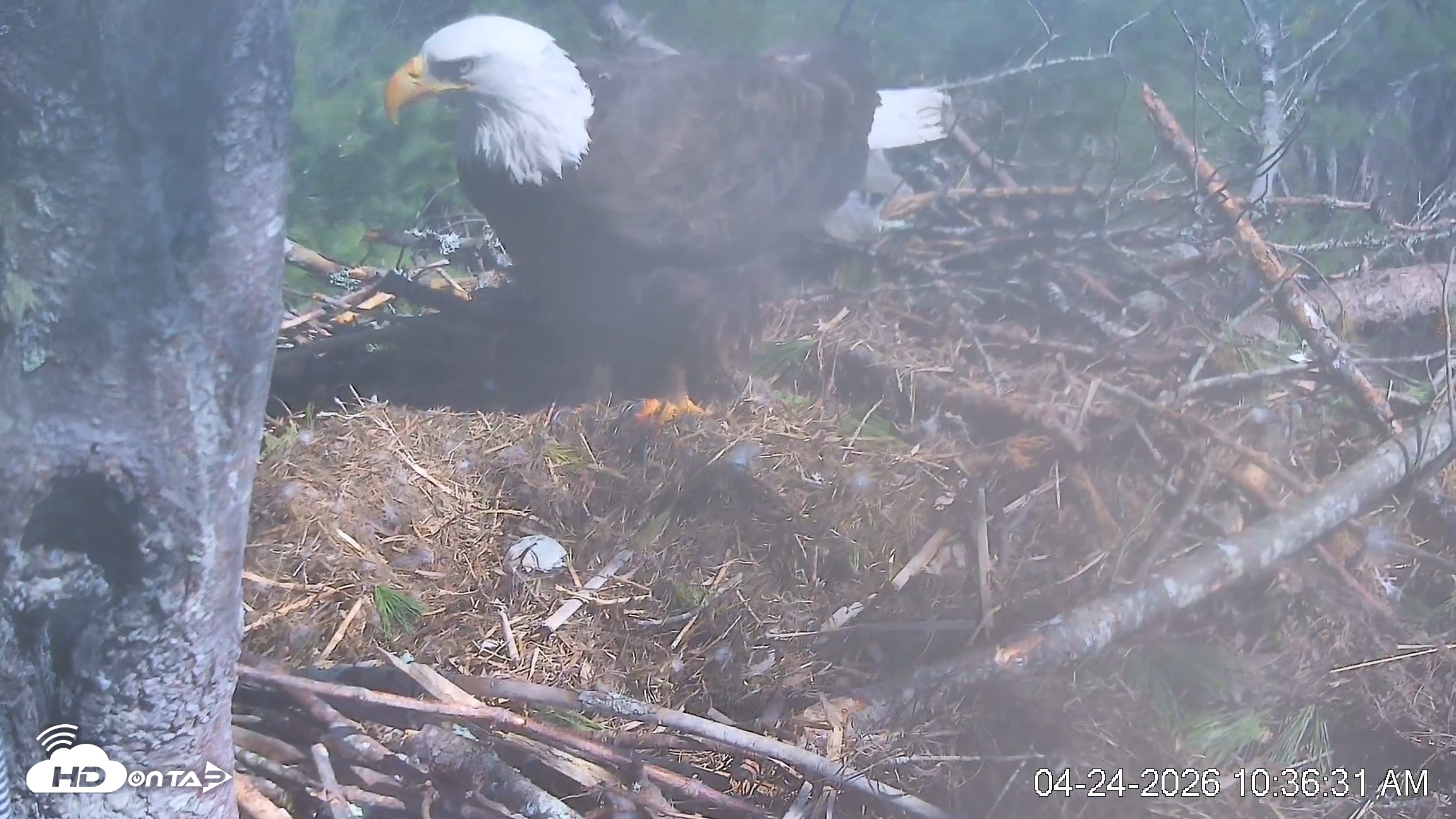 Snapshot of VINS Bald Eagles Nest Live Cams taken Apr 24, 2026, 10:37am EDT