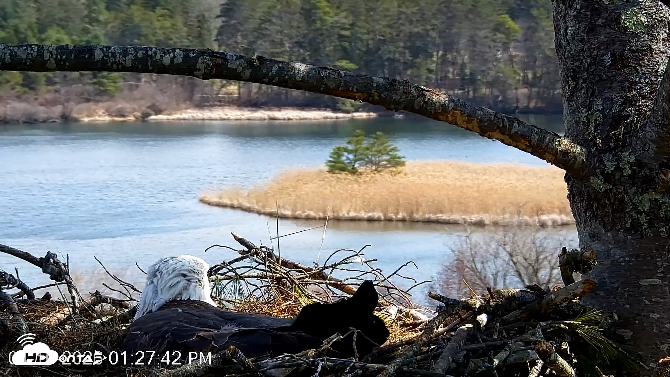 Snapshot of VINS Bald Eagles Nest Live Cams taken Apr 10, 2026, 1:28pm EDT