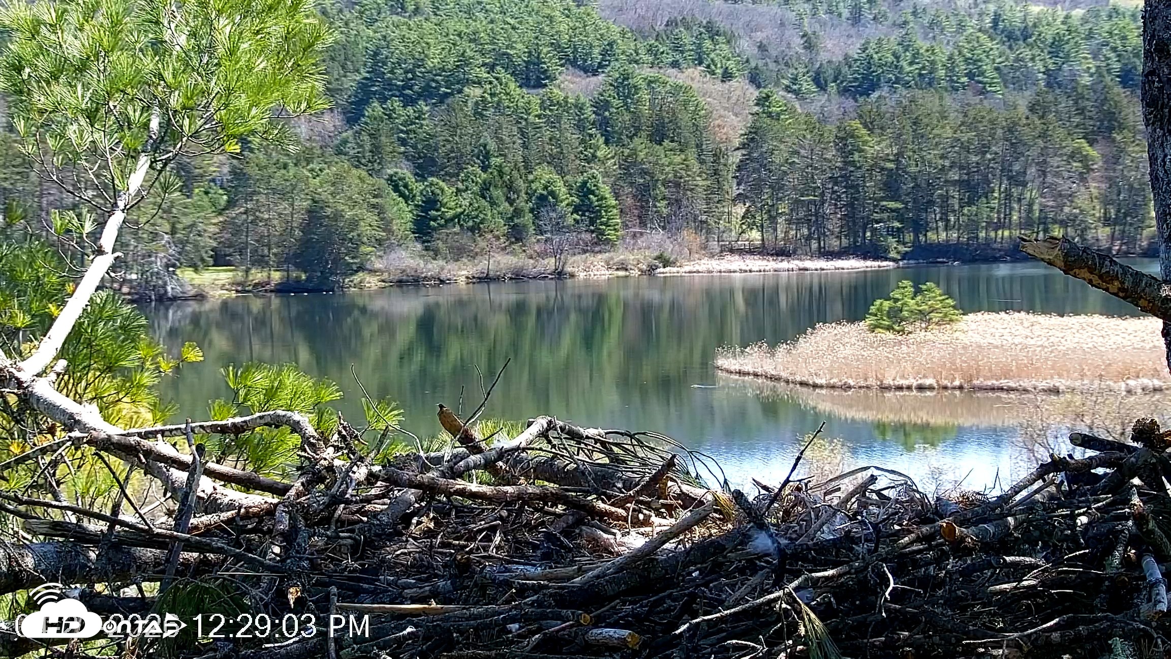 Snapshot of VINS Bald Eagles Nest Live Cams taken Apr 27, 2026, 12:29pm EDT