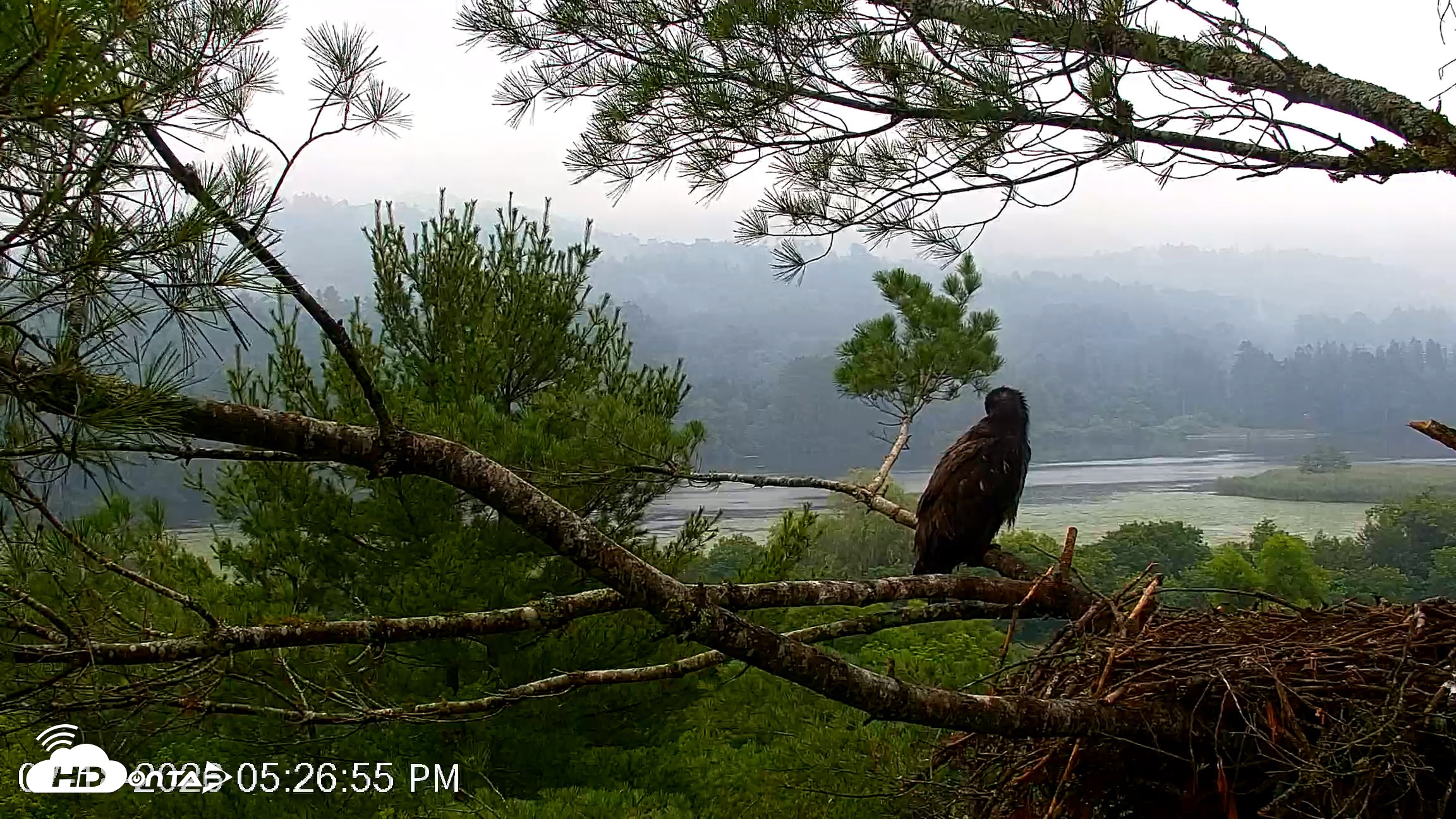 Snapshot of VINS Bald Eagles Nest Live Cams taken Jul 18, 2026, 5:27pm EDT