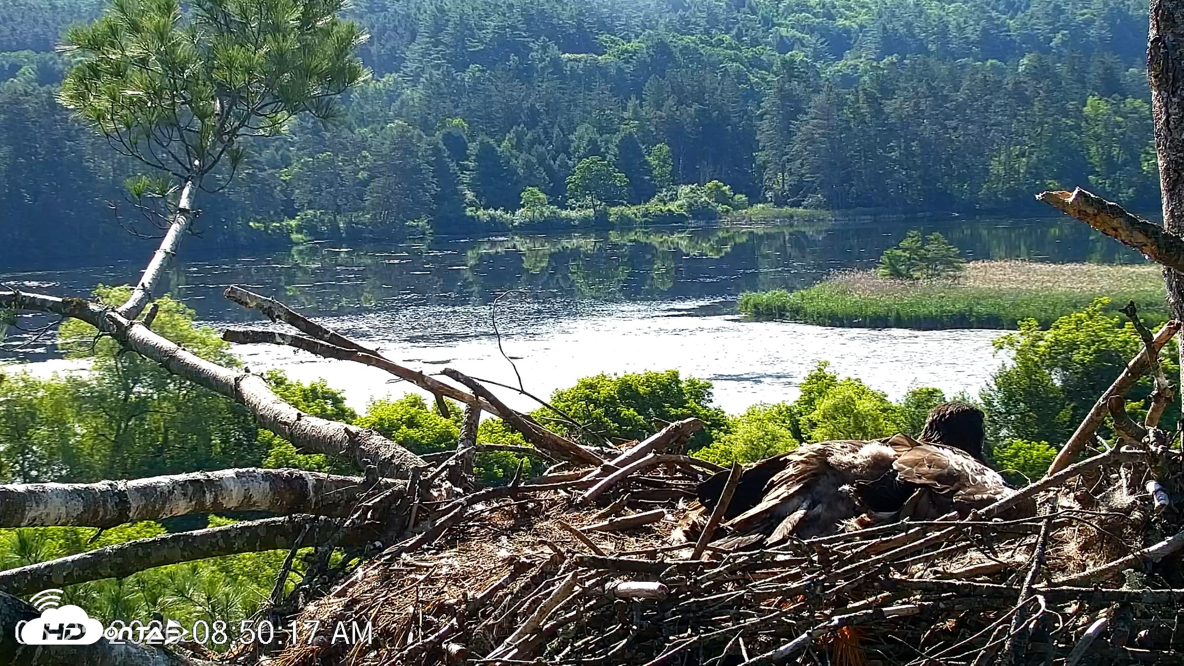 Snapshot of VINS Bald Eagles Nest Live Cams taken Jun 25, 2026, 8:51am EDT