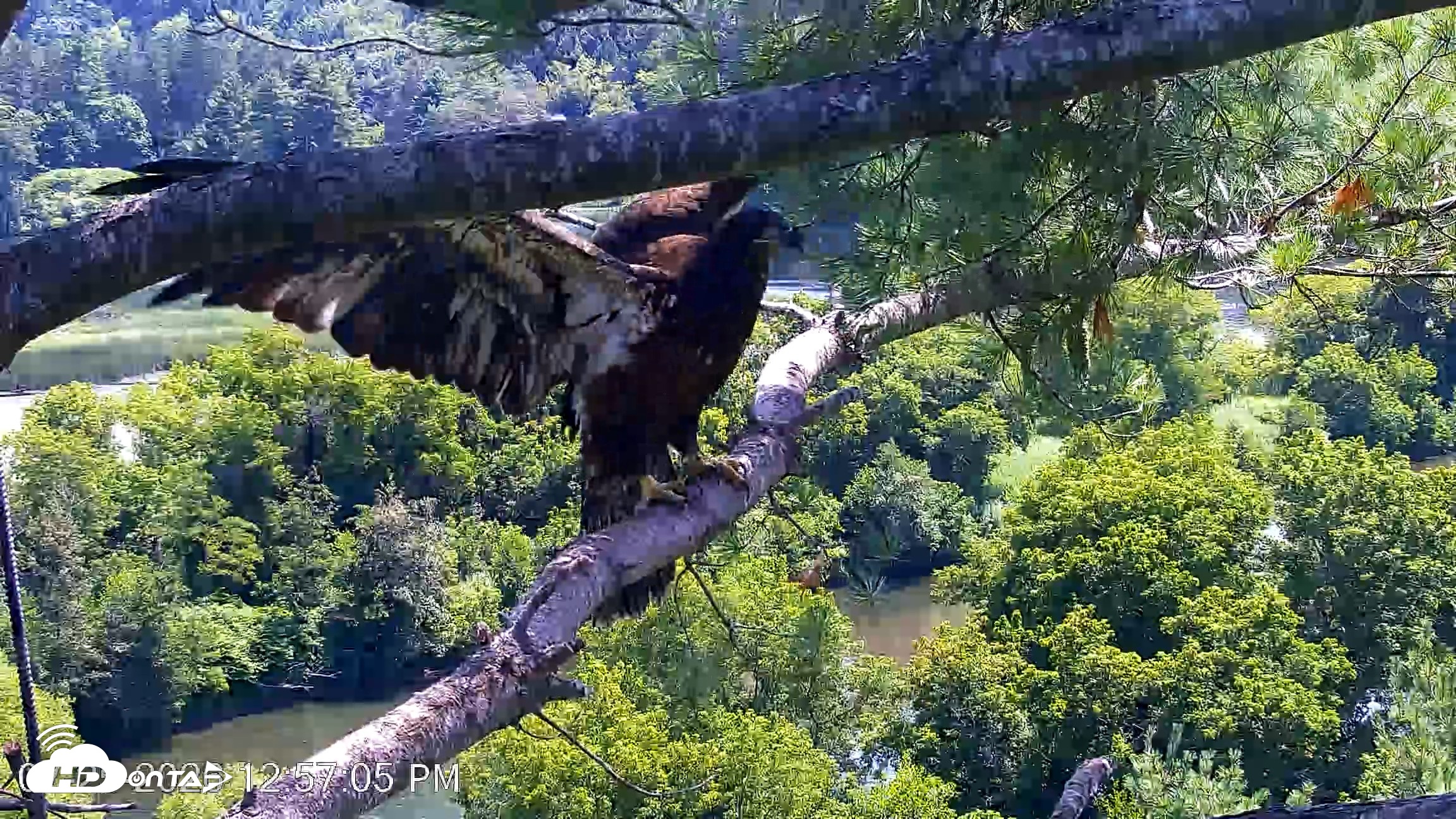 Snapshot of VINS Bald Eagles Nest Live Cams taken Jul 25, 2026, 12:57pm EDT