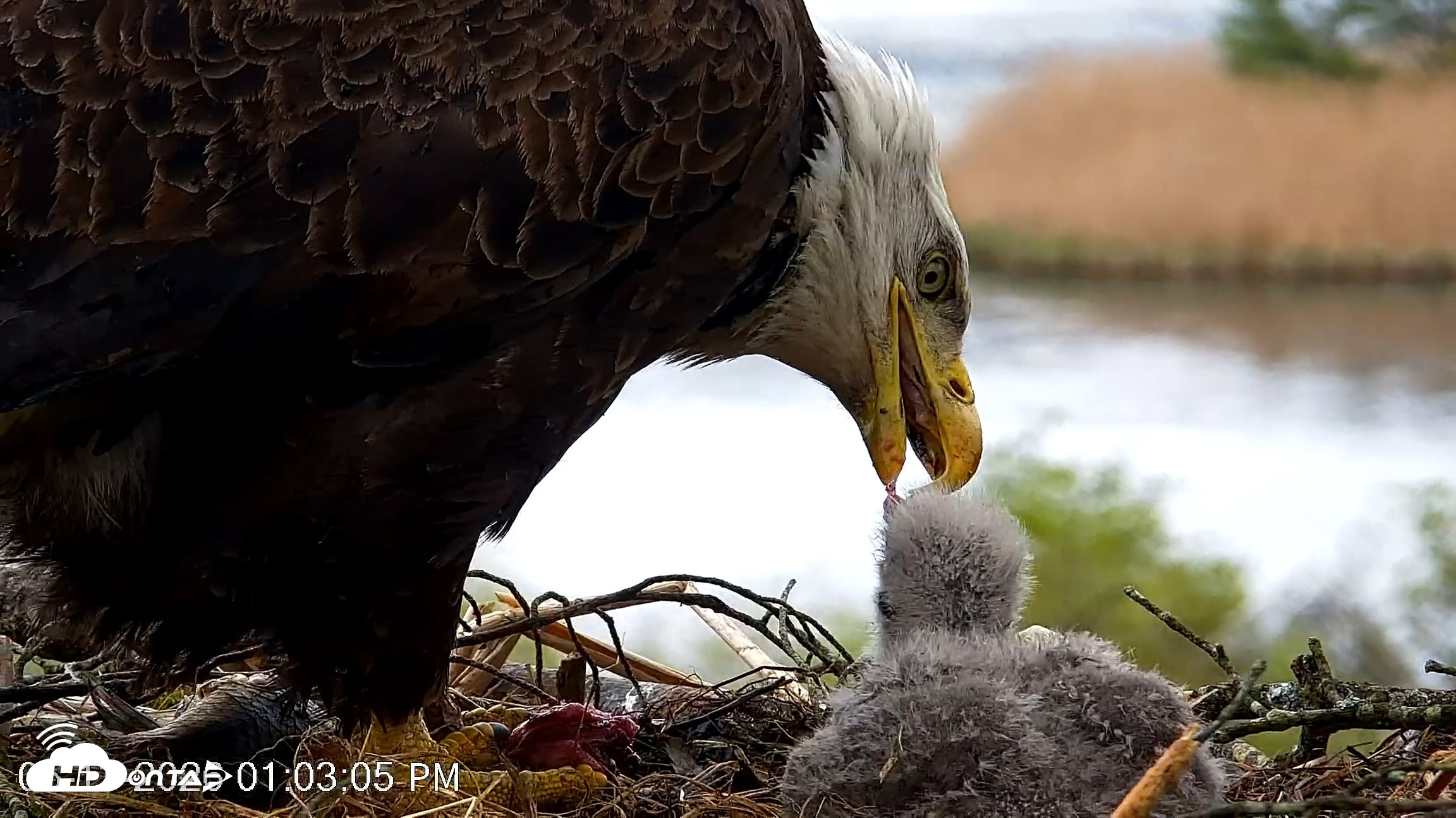 Snapshot of VINS Bald Eagles Nest Live Cams taken May 13, 2026, 1:03pm EDT