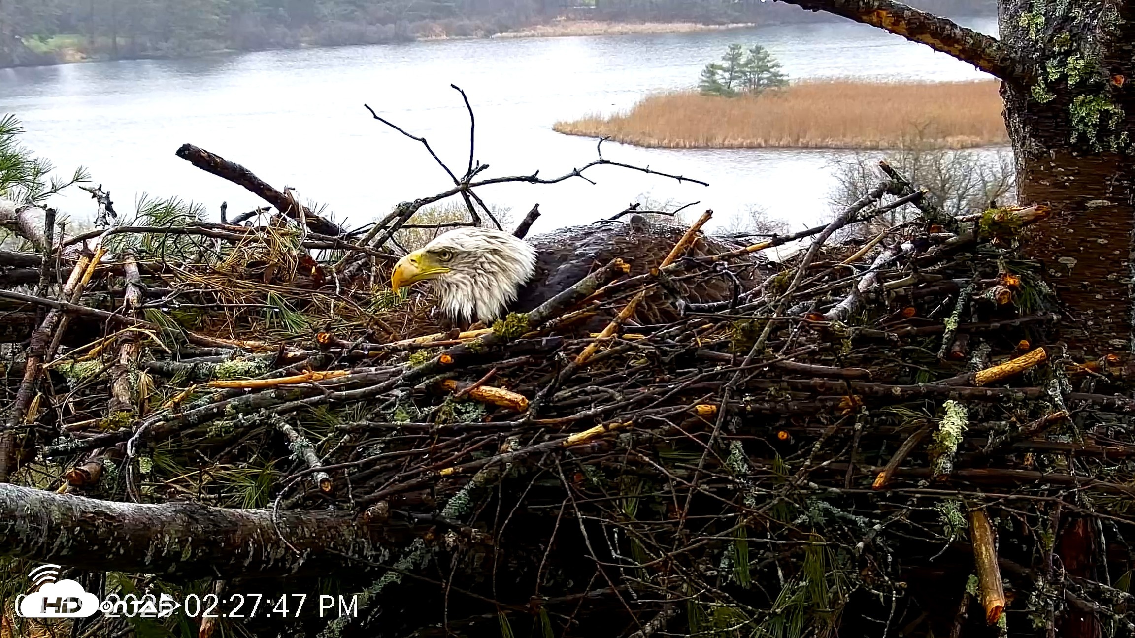 Snapshot of VINS Bald Eagles Nest Live Cams taken Apr 19, 2026, 2:28pm EDT