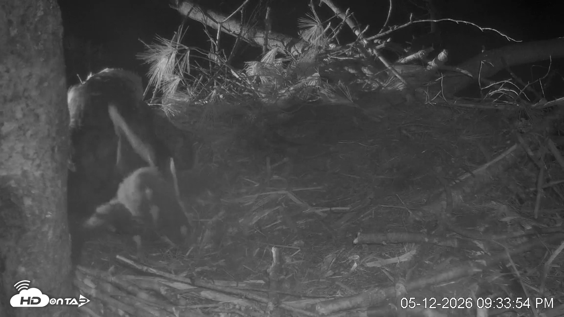 Snapshot of VINS Bald Eagles Nest Live Cams taken May 12, 2026, 9:34pm EDT