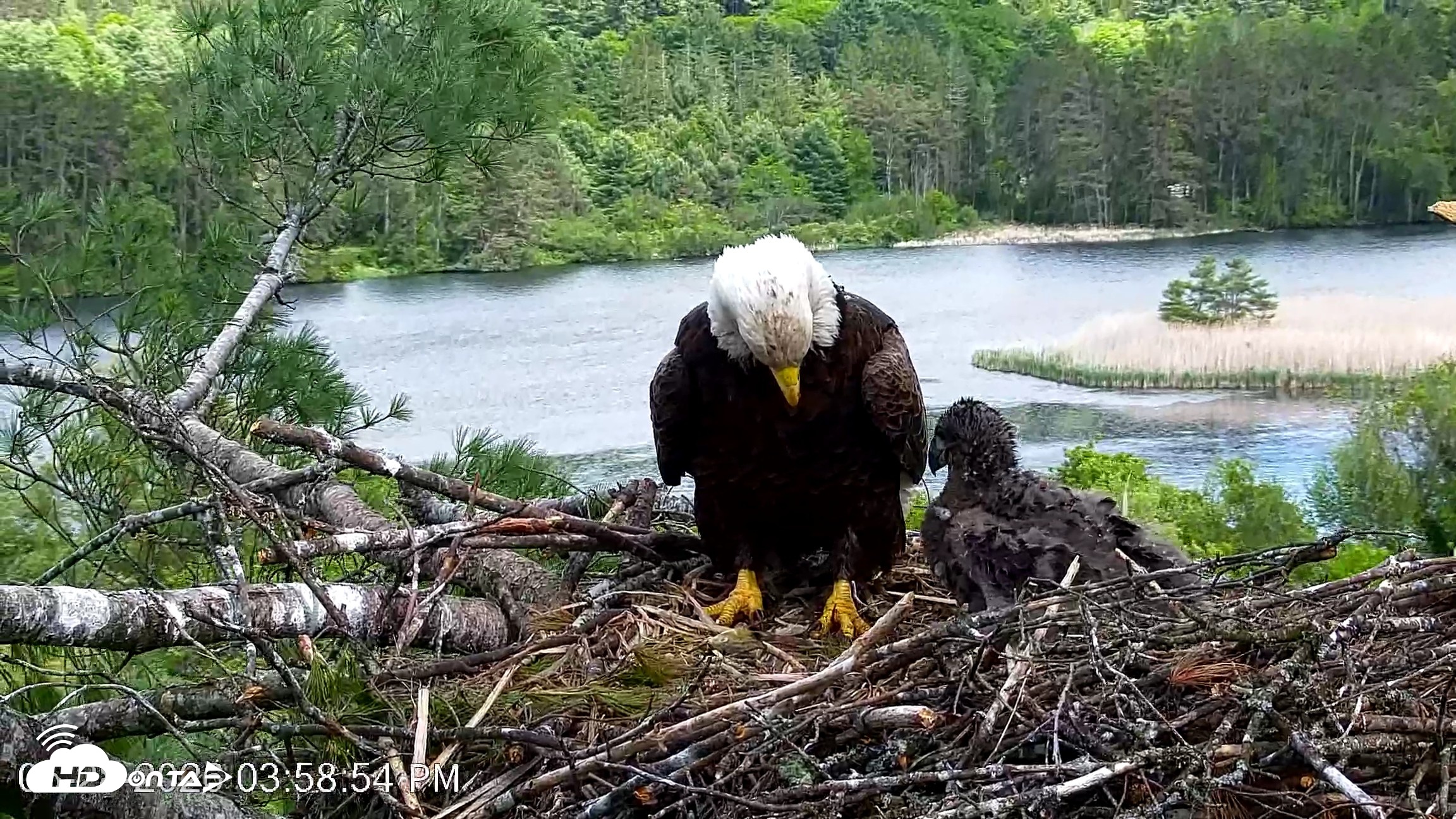 Snapshot of VINS Bald Eagles Nest Live Cams taken May 28, 2026, 4:00pm EDT