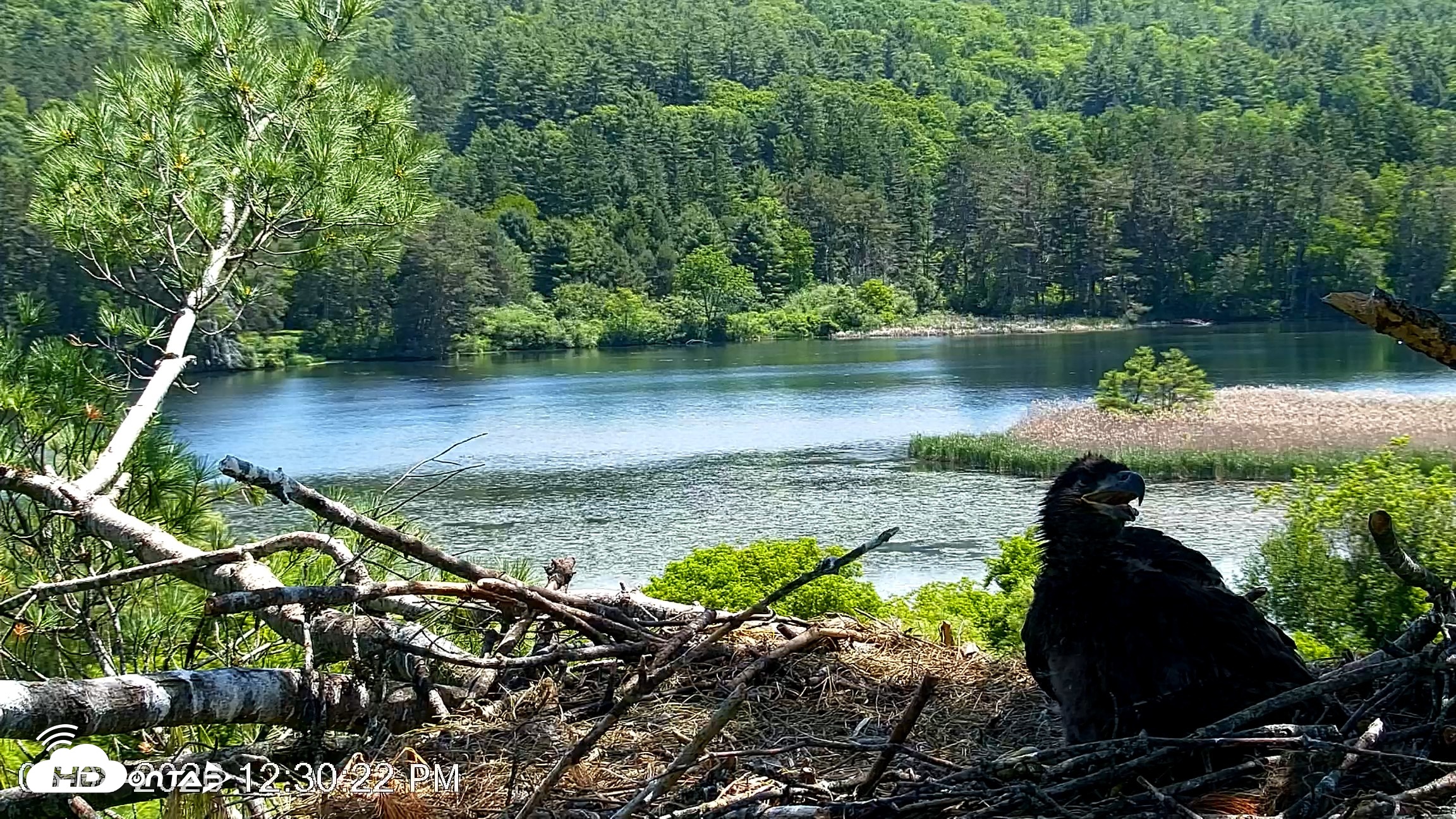 Snapshot of VINS Bald Eagles Nest Live Cams taken Jun 8, 2026, 12:31pm EDT