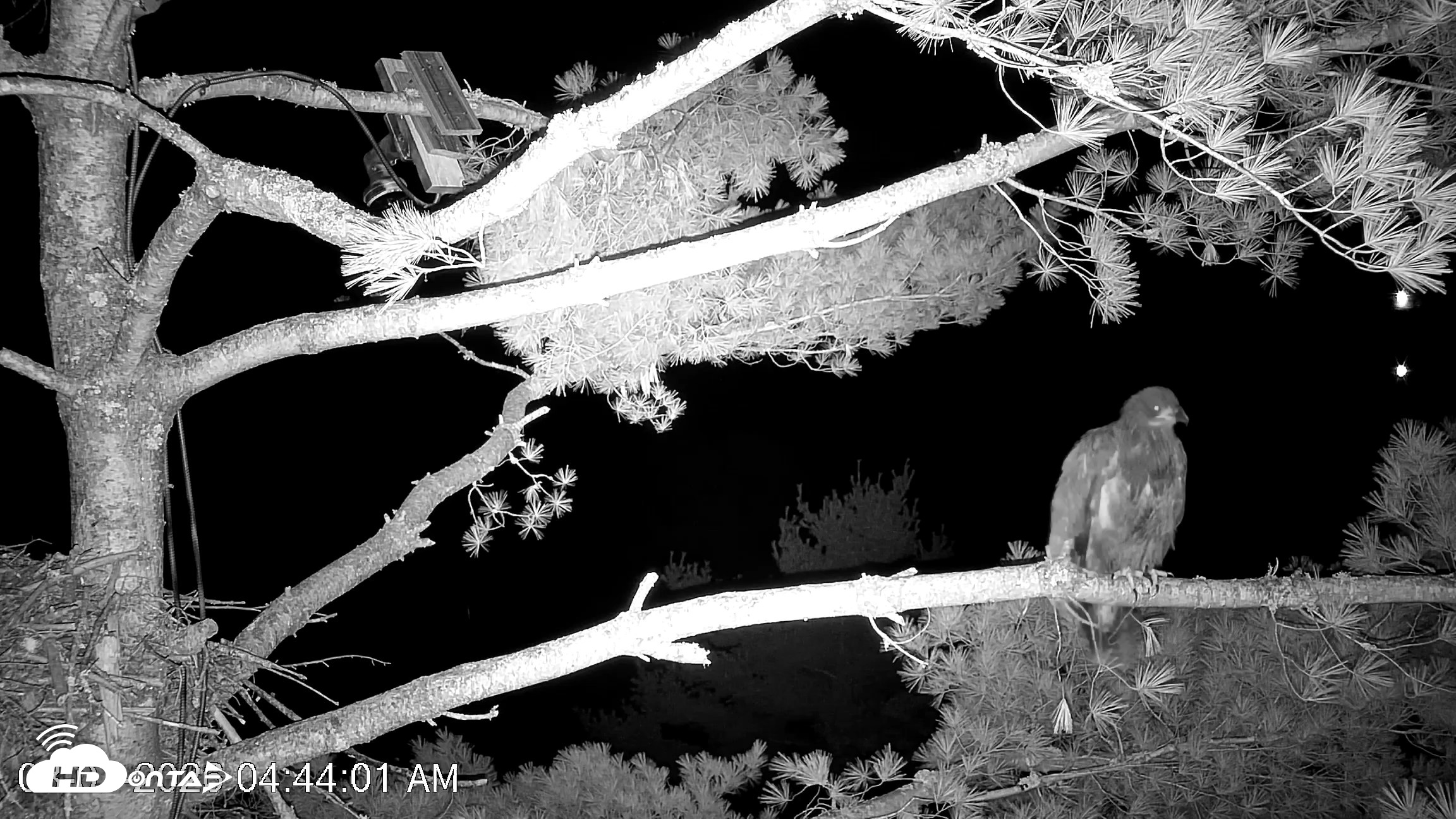 Snapshot of VINS Bald Eagles Nest Live Cams taken Aug 7, 2026, 4:45am EDT