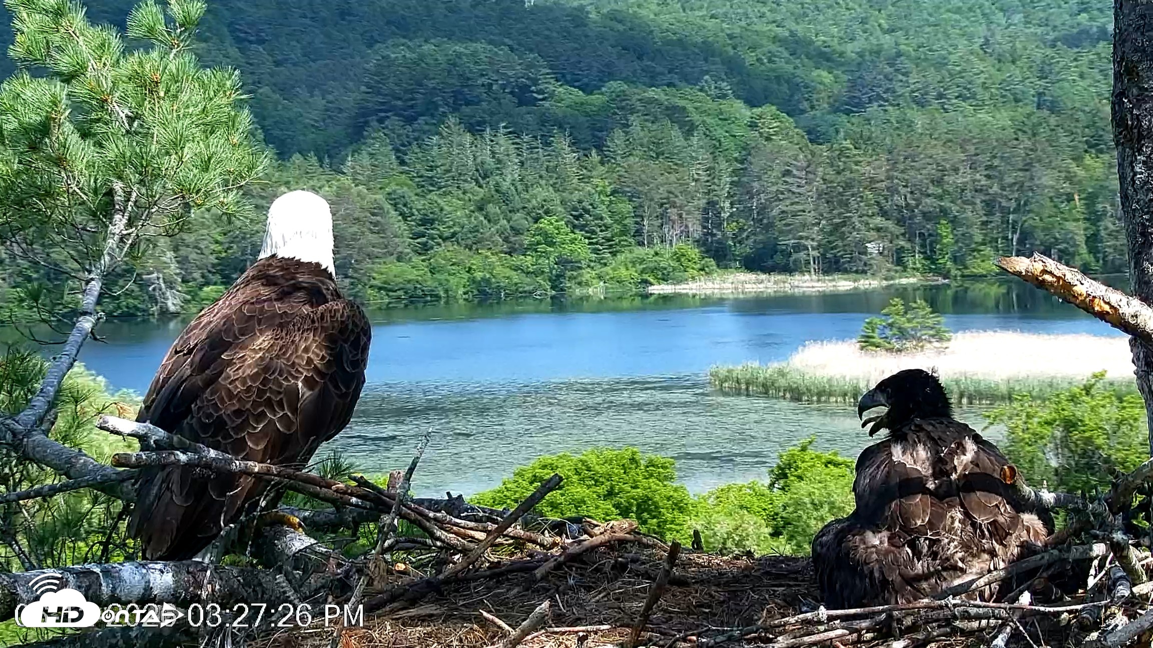 Snapshot of VINS Bald Eagles Nest Live Cams taken Jun 12, 2026, 3:28pm EDT