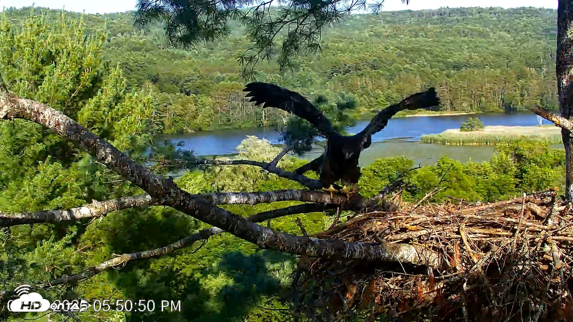 Snapshot of VINS Bald Eagles Nest Live Cams taken Jul 15, 2026, 5:51pm EDT