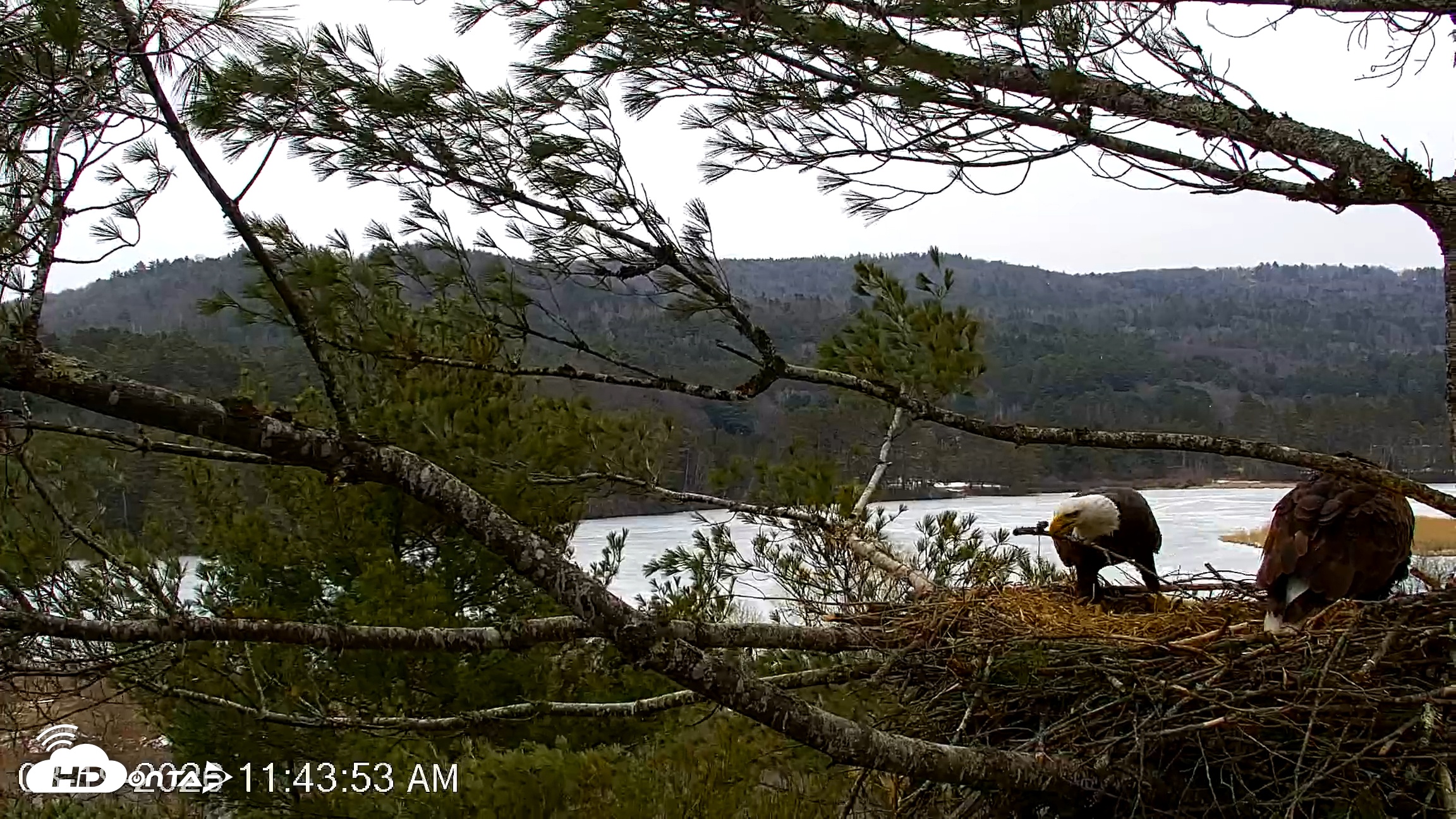 Snapshot of VINS Bald Eagles Nest Live Cams taken Mar 19, 2026, 11:44am EDT