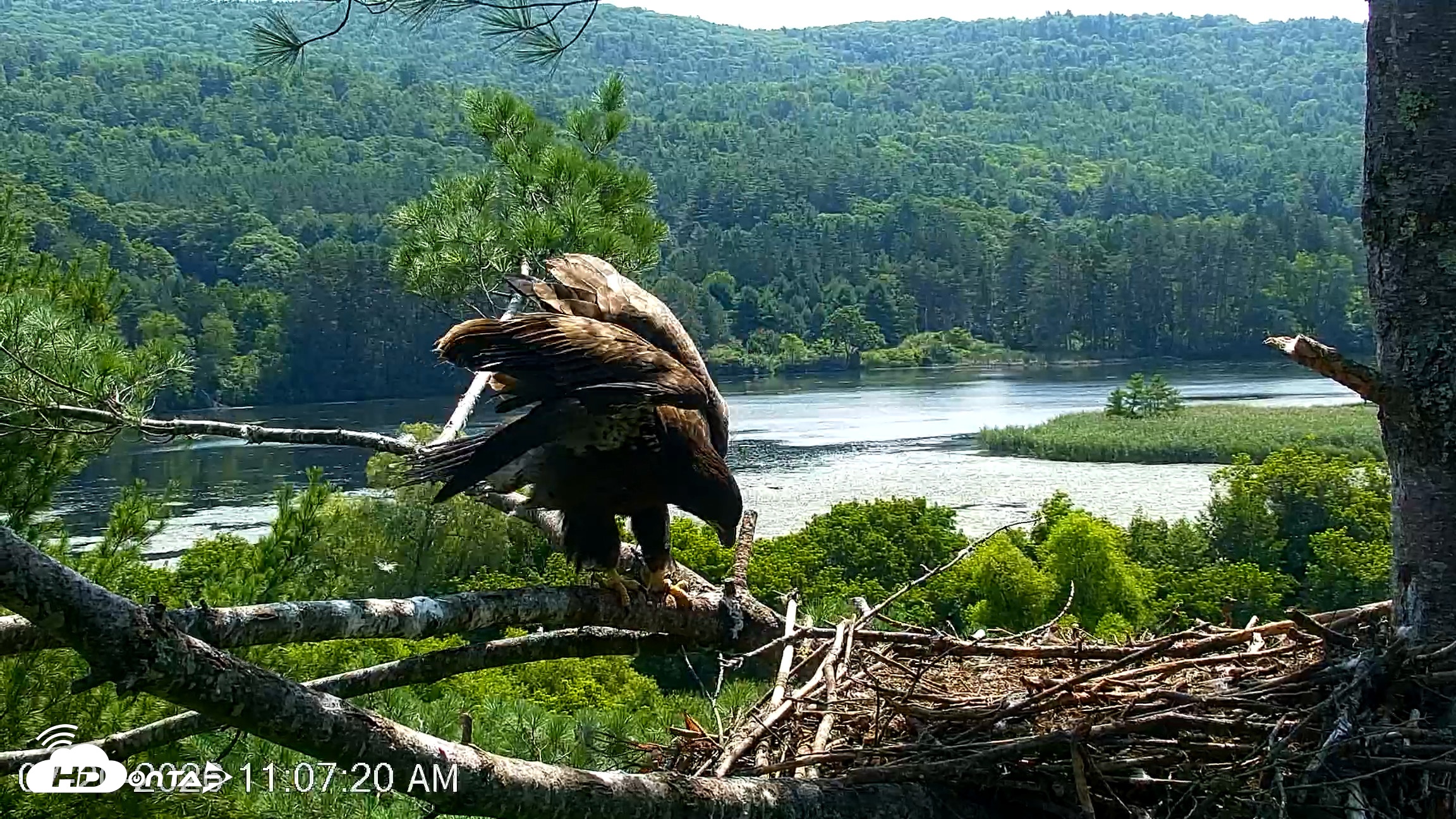 Snapshot of VINS Bald Eagles Nest Live Cams taken Jul 20, 2026, 11:08am EDT
