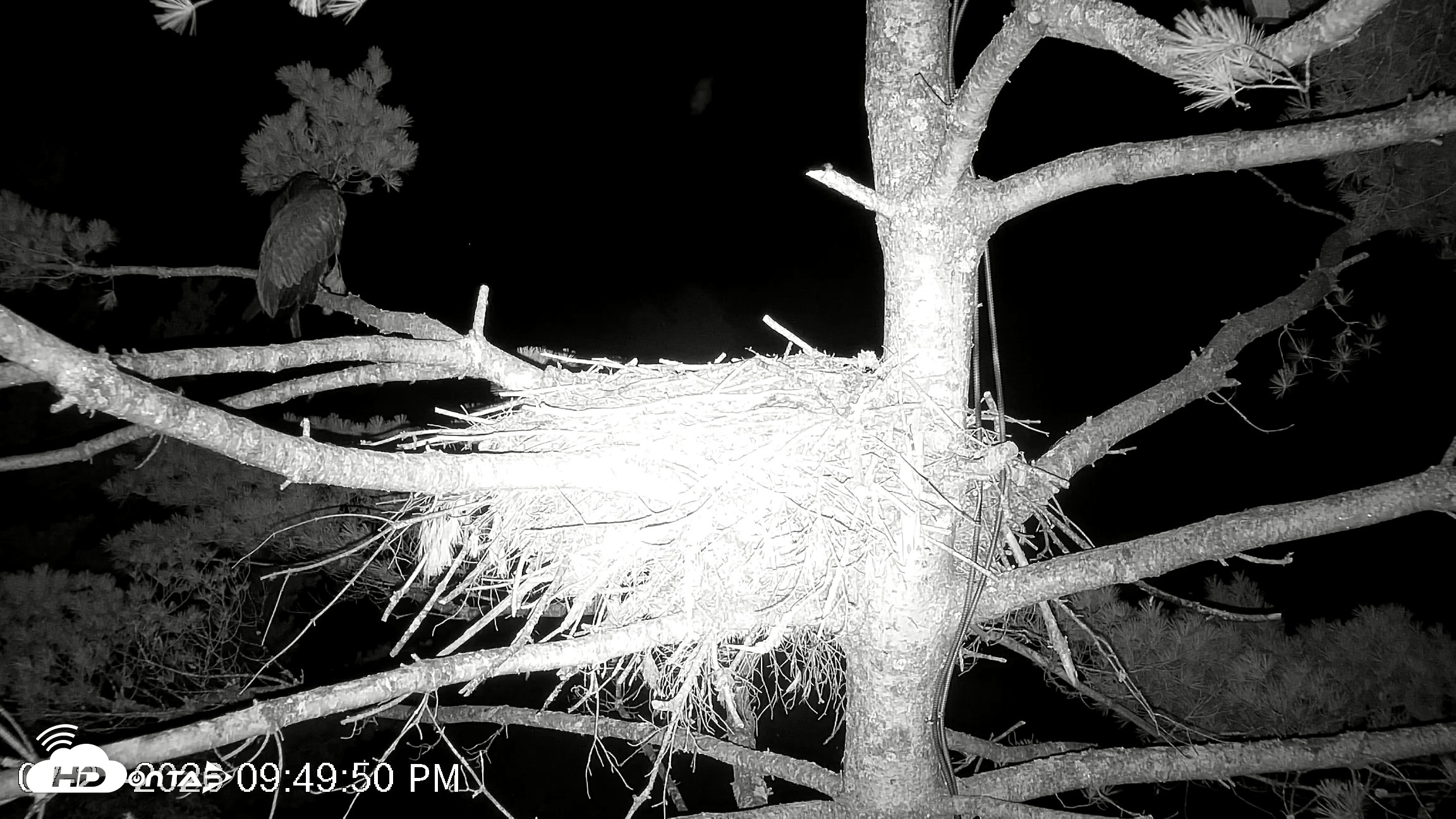 Snapshot of VINS Bald Eagles Nest Live Cams taken Jul 27, 2026, 9:50pm EDT