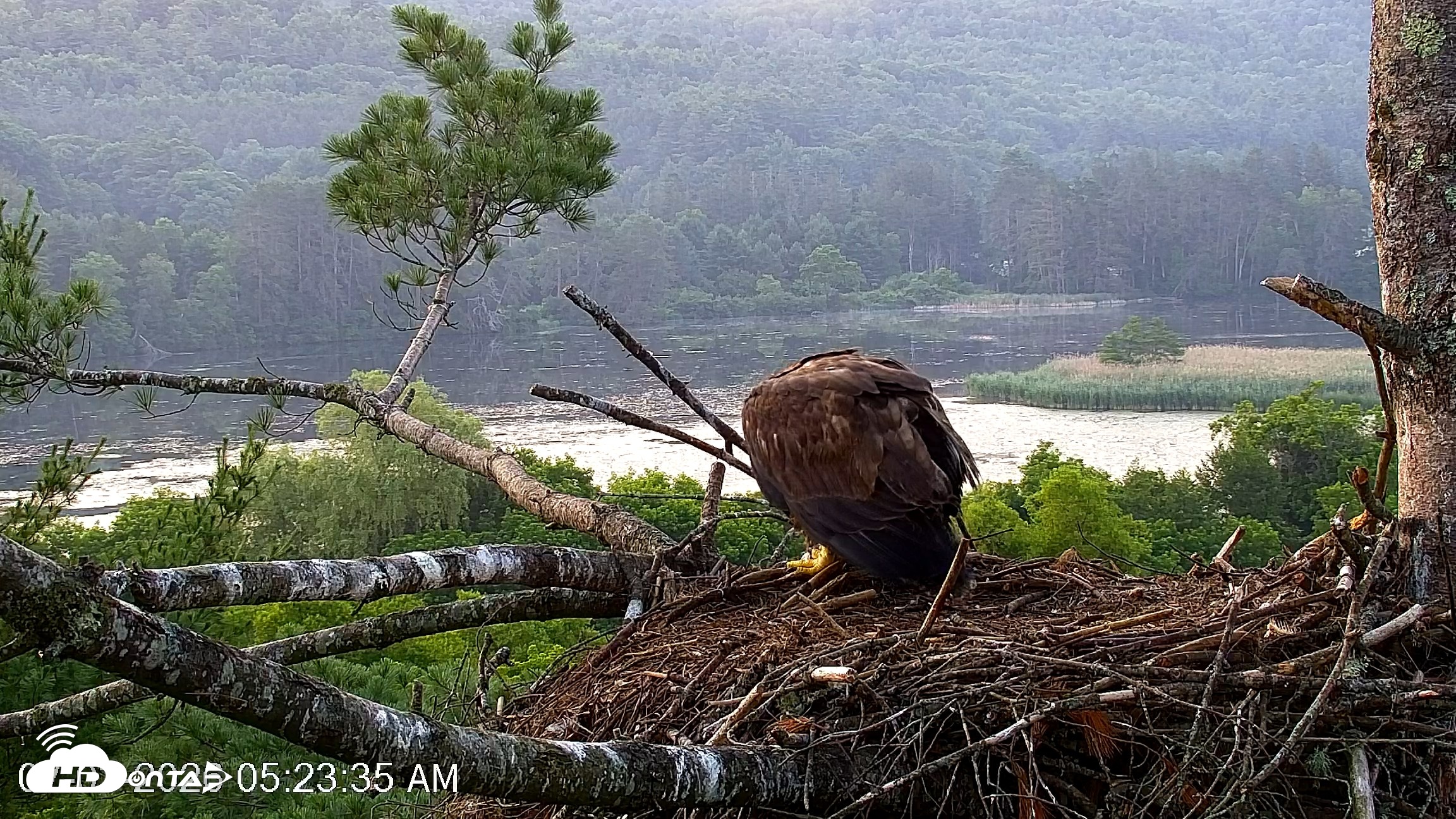 Snapshot of VINS Bald Eagles Nest Live Cams taken Jul 3, 2026, 5:24am EDT