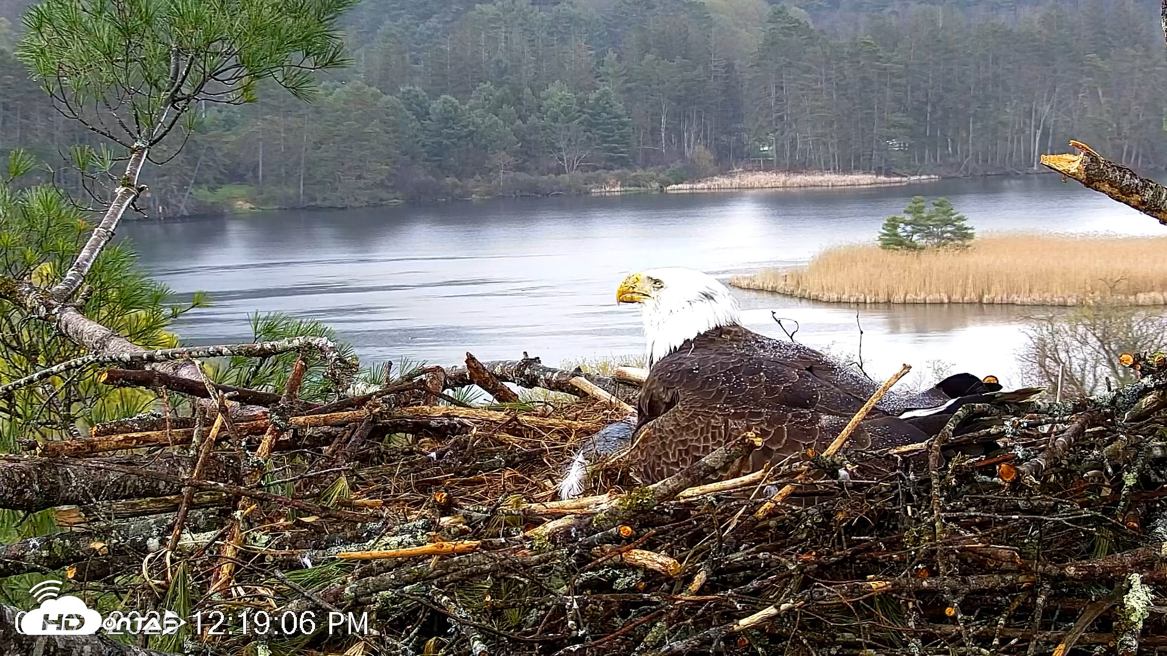Snapshot of VINS Bald Eagles Nest Live Cams taken May 2, 2026, 12:19pm EDT