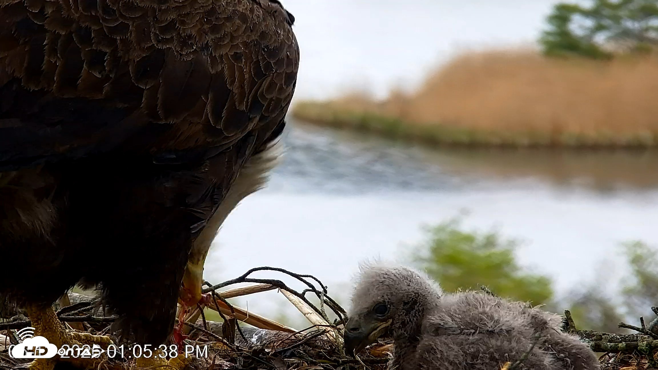 Snapshot of VINS Bald Eagles Nest Live Cams taken May 13, 2026, 1:06pm EDT