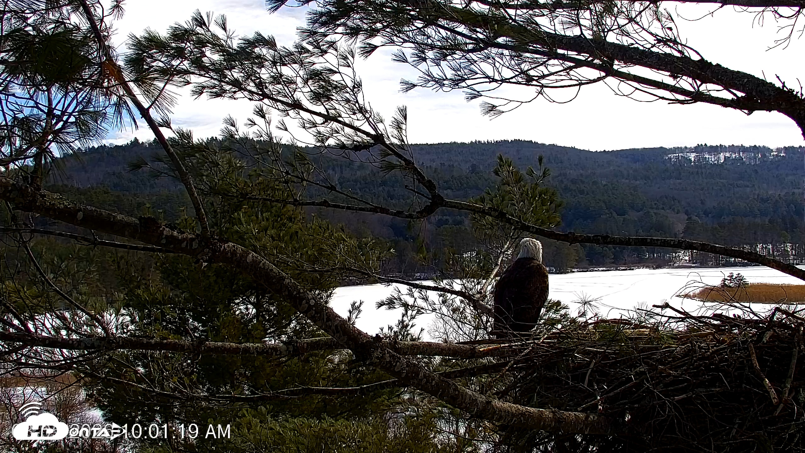 Snapshot of VINS Bald Eagles Nest Live Cams taken Mar 5, 2026, 10:01am EST