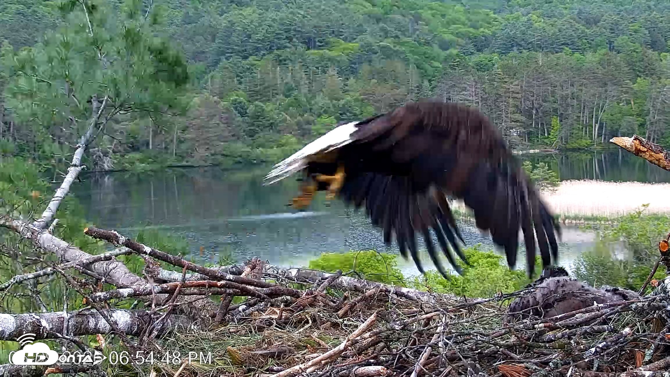 Snapshot of VINS Bald Eagles Nest Live Cams taken May 29, 2026, 6:55pm EDT