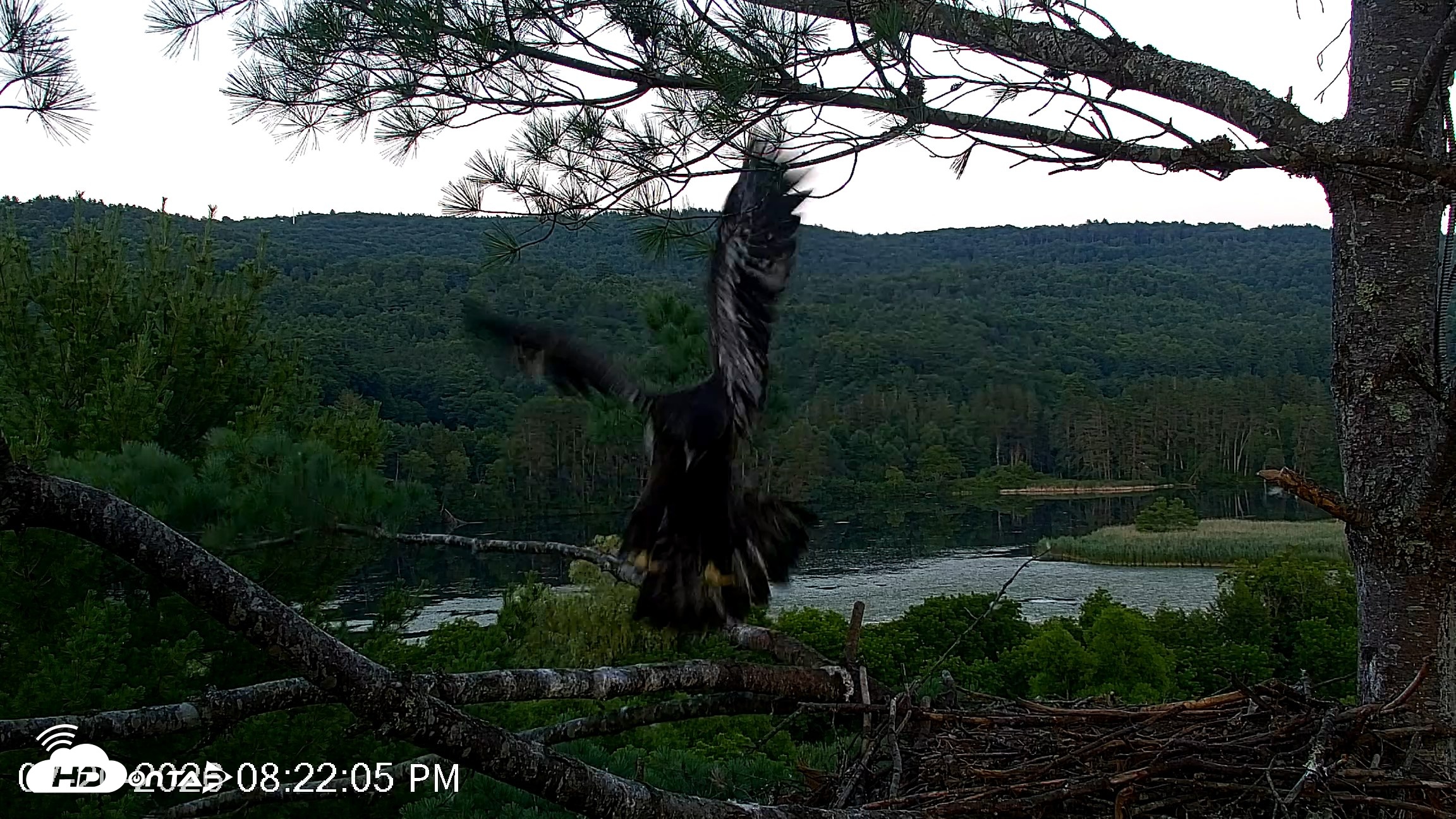 Snapshot of VINS Bald Eagles Nest Live Cams taken Jul 20, 2026, 8:22pm EDT