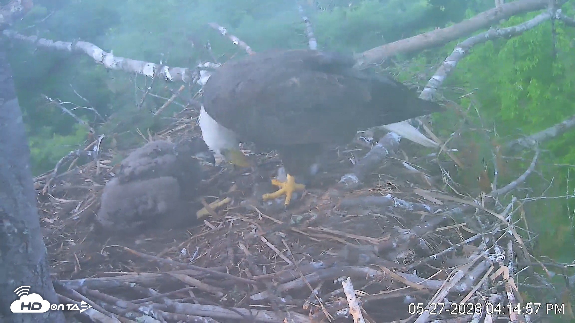 Snapshot of VINS Bald Eagles Nest Live Cams taken May 27, 2026, 4:15pm EDT