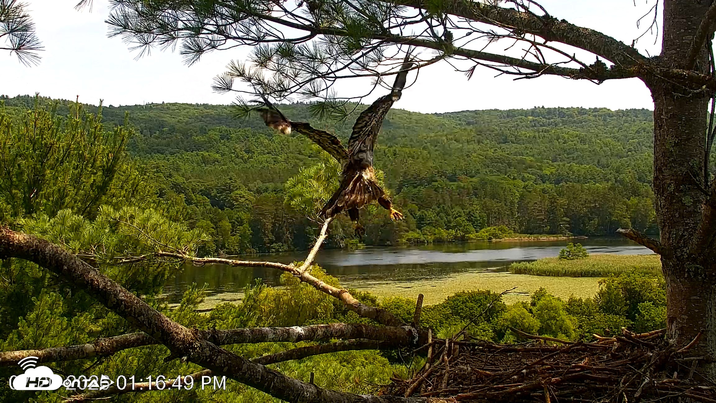 Snapshot of VINS Bald Eagles Nest Live Cams taken Jul 20, 2026, 1:17pm EDT
