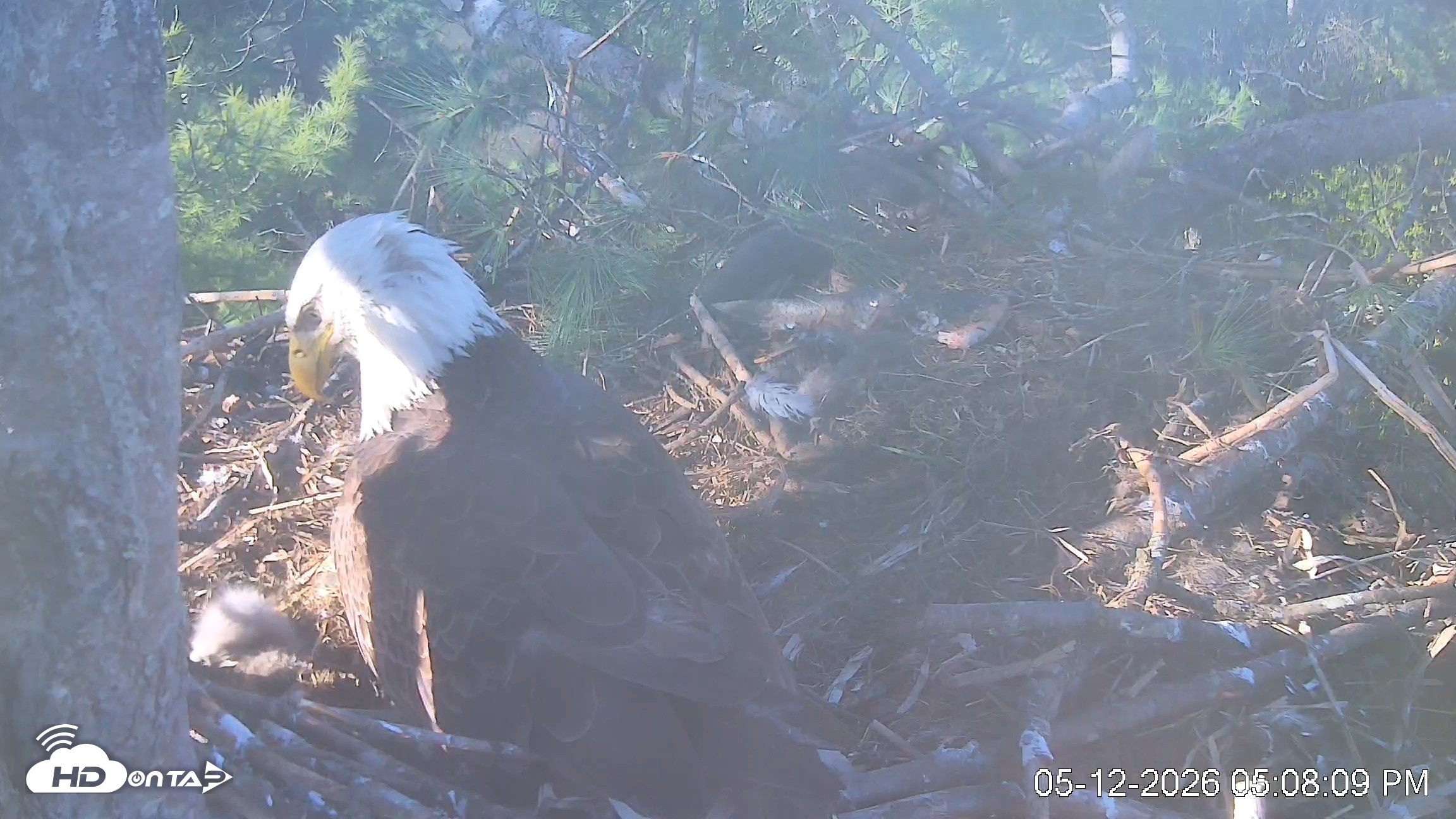 Snapshot of VINS Bald Eagles Nest Live Cams taken May 12, 2026, 5:08pm EDT