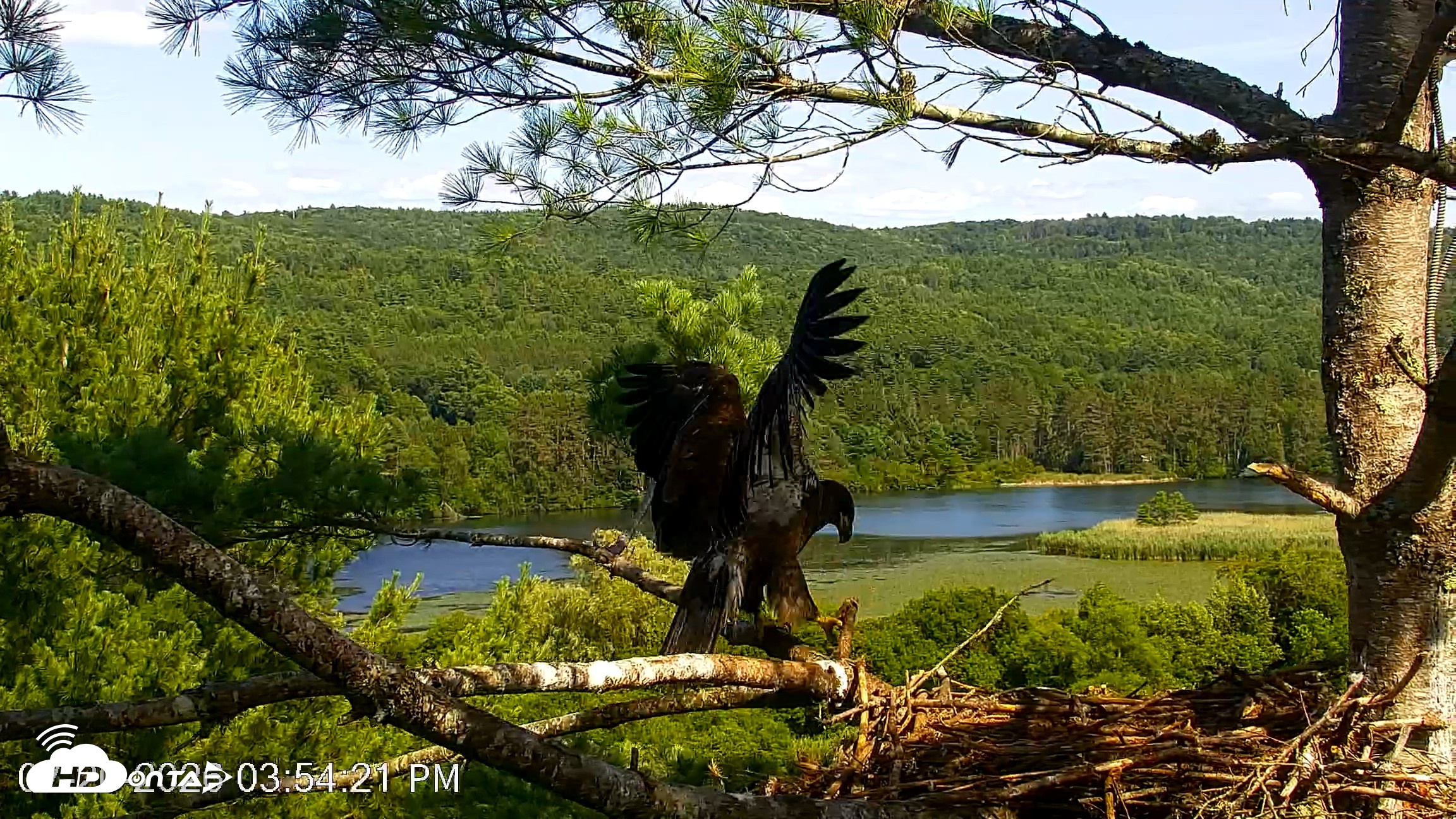 Snapshot of VINS Bald Eagles Nest Live Cams taken Jul 20, 2026, 3:55pm EDT