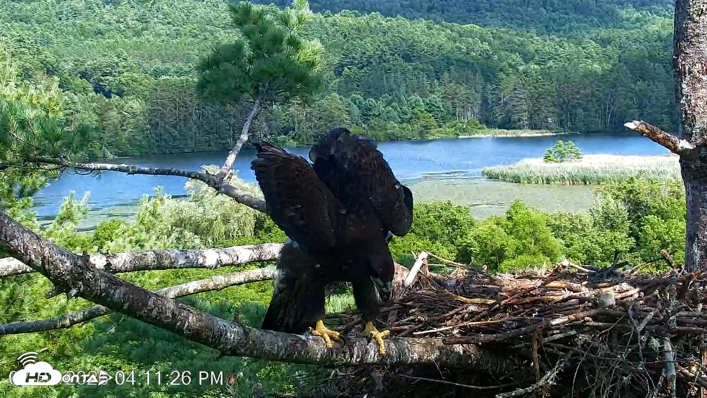 Snapshot of VINS Bald Eagles Nest Live Cams taken Jul 22, 2026, 4:12pm EDT