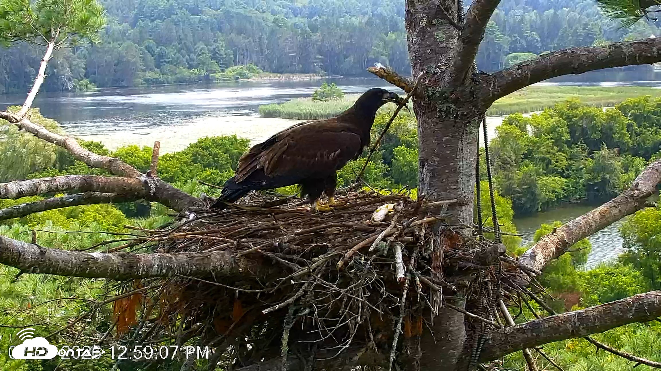 Snapshot of VINS Bald Eagles Nest Live Cams taken Jul 28, 2026, 12:59pm EDT