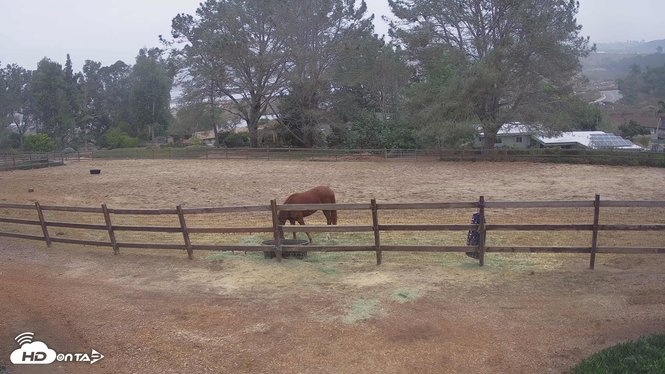 Snapshot of Frankie, Fiji and Hada Live Horse Webcam taken Feb 4, 2025, 8:03am PST