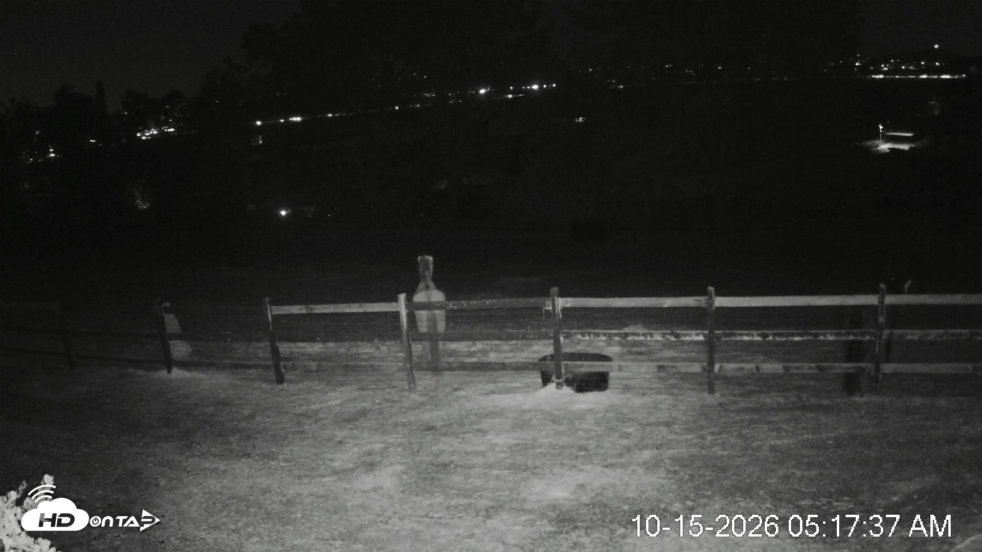 Snapshot of Frankie, Fiji and Hada Live Horse Webcam taken Oct 15, 2026, 5:18am PDT