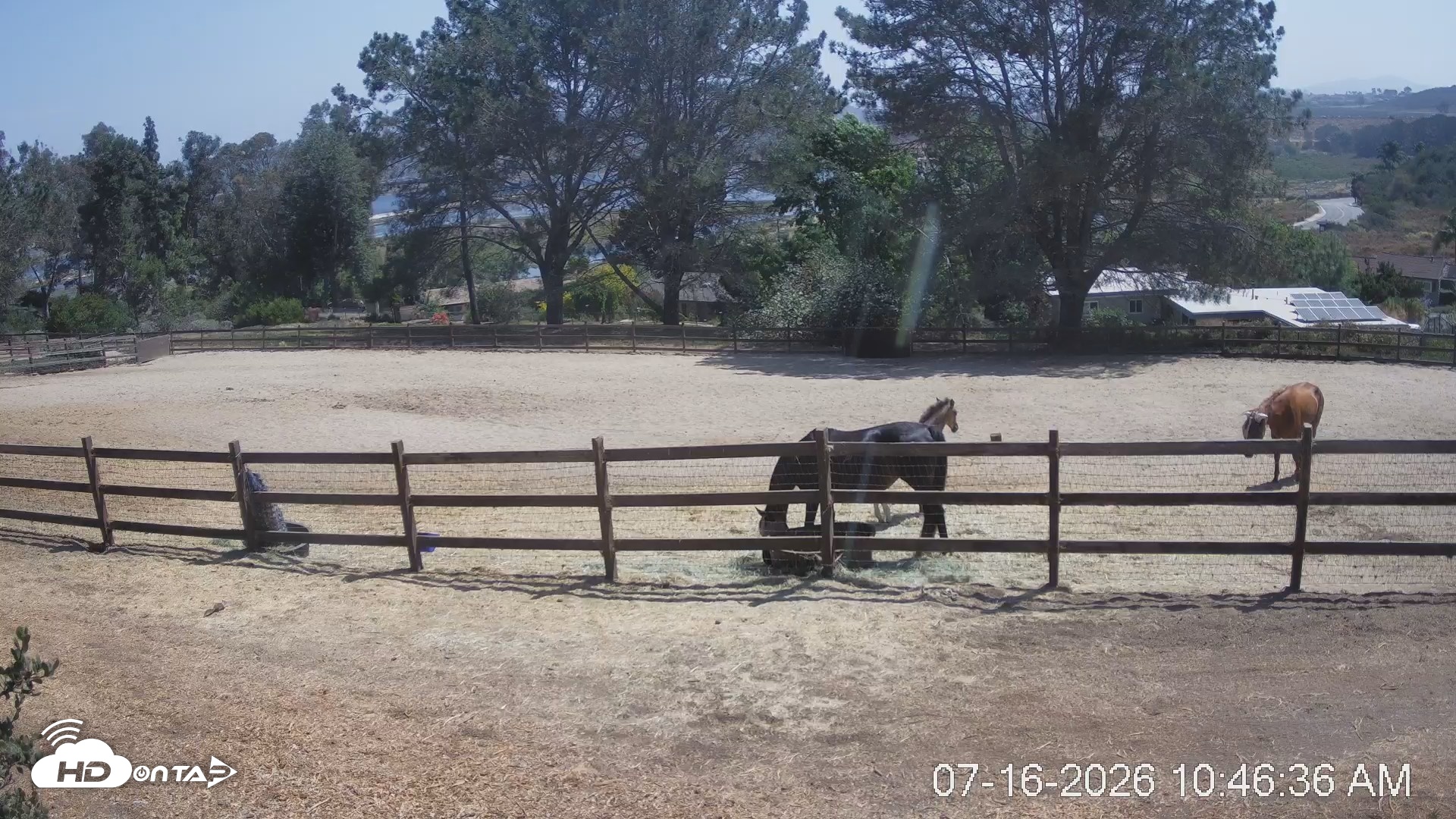 Snapshot of Frankie, Fiji and Hada Live Horse Webcam taken Jul 16, 2026, 10:47am PDT
