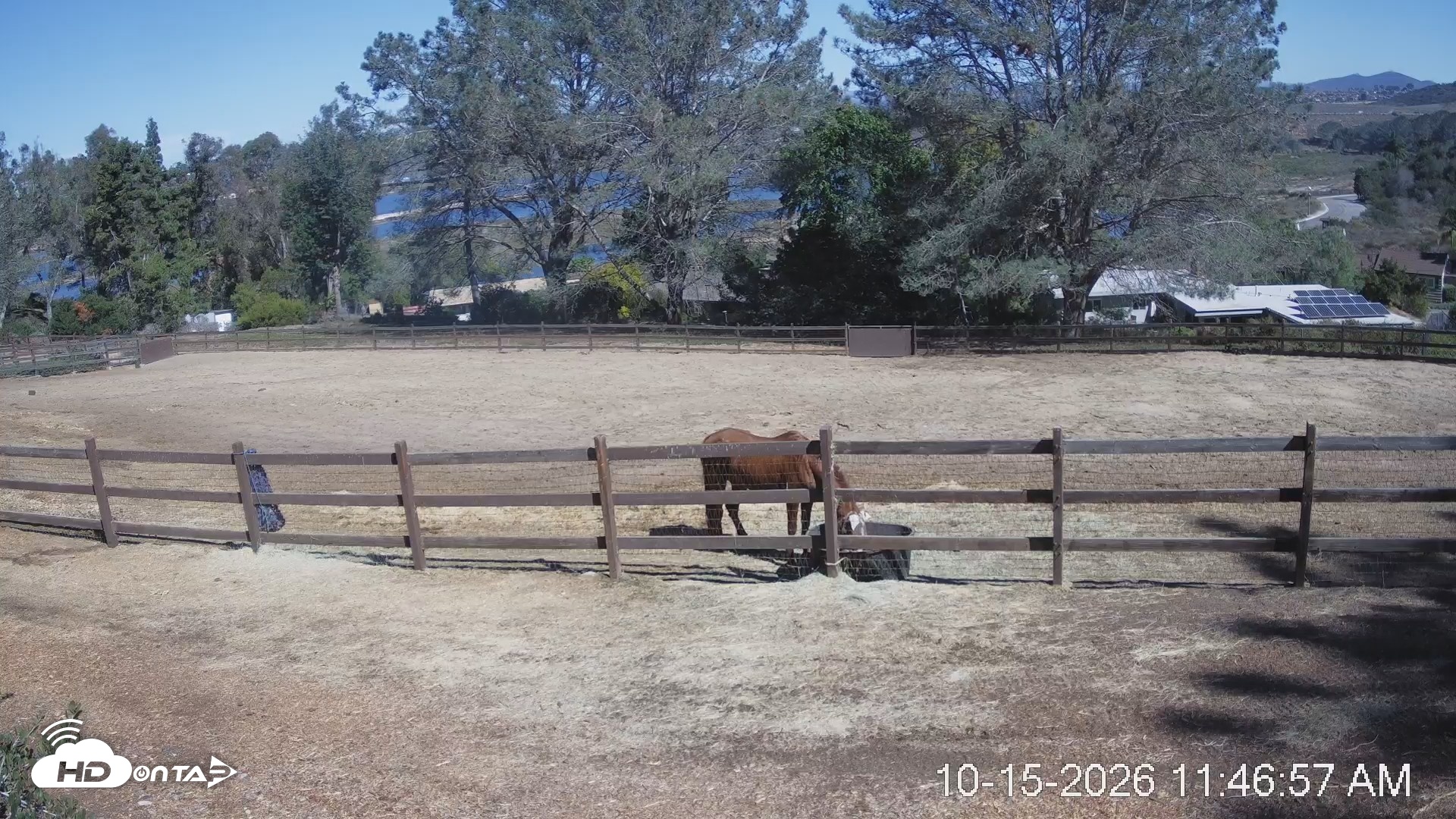 Snapshot of Frankie, Fiji and Hada Live Horse Webcam taken Oct 15, 2026, 12:47pm PDT