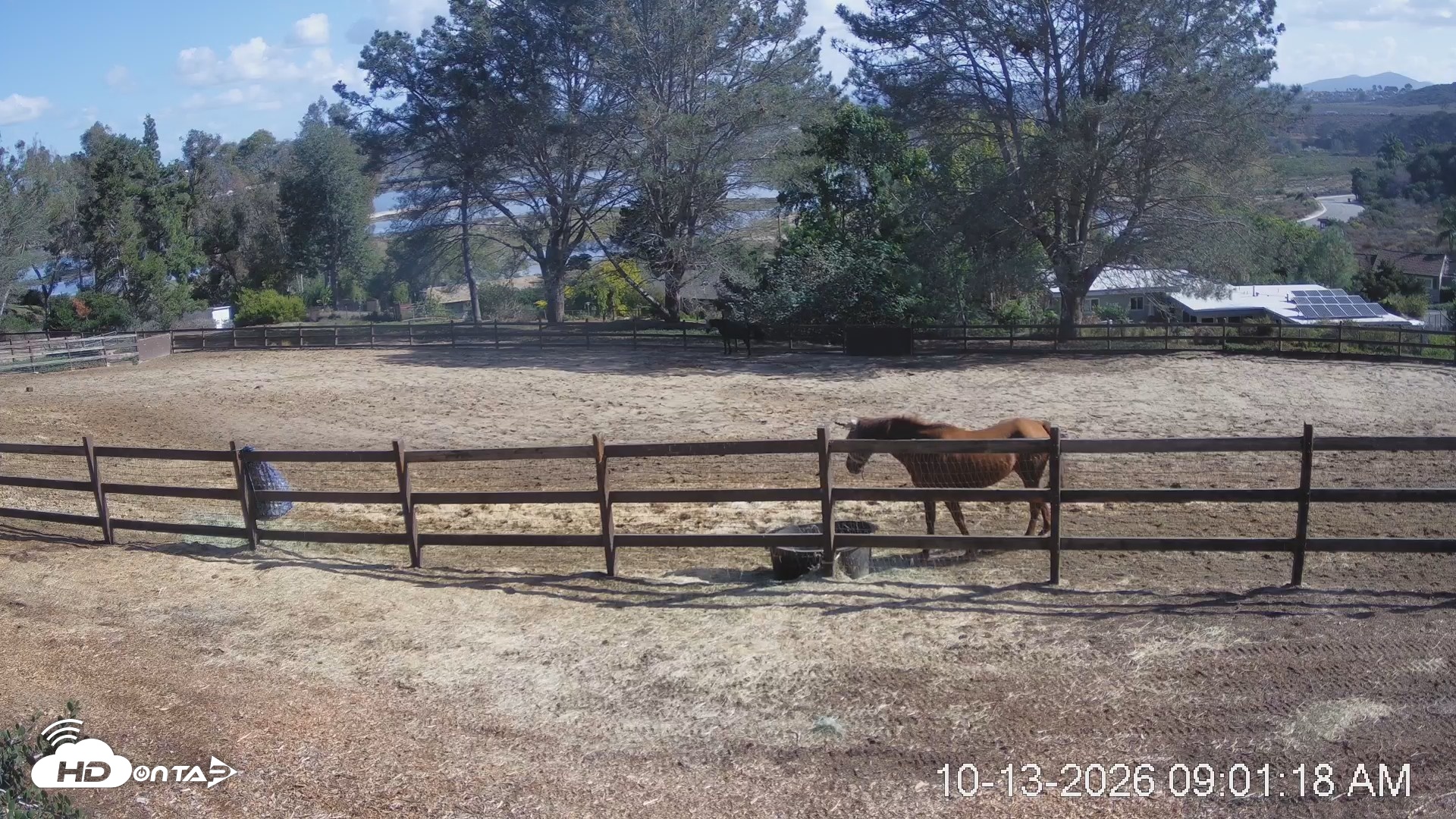 Snapshot of Frankie, Fiji and Hada Live Horse Webcam taken Oct 13, 2026, 10:03am PDT