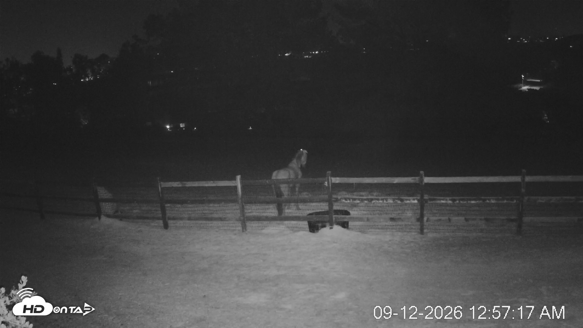Snapshot of Frankie, Fiji and Hada Live Horse Webcam taken Sep 12, 2026, 1:58am PDT