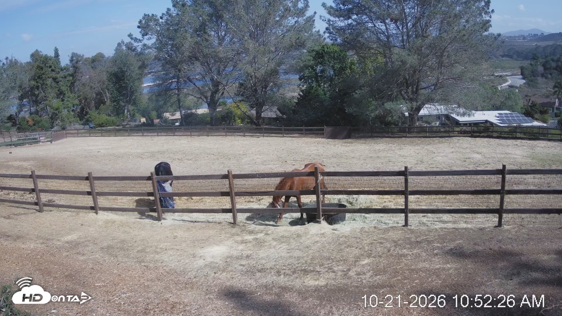 Snapshot of Frankie, Fiji and Hada Live Horse Webcam taken Oct 21, 2026, 11:53am PDT