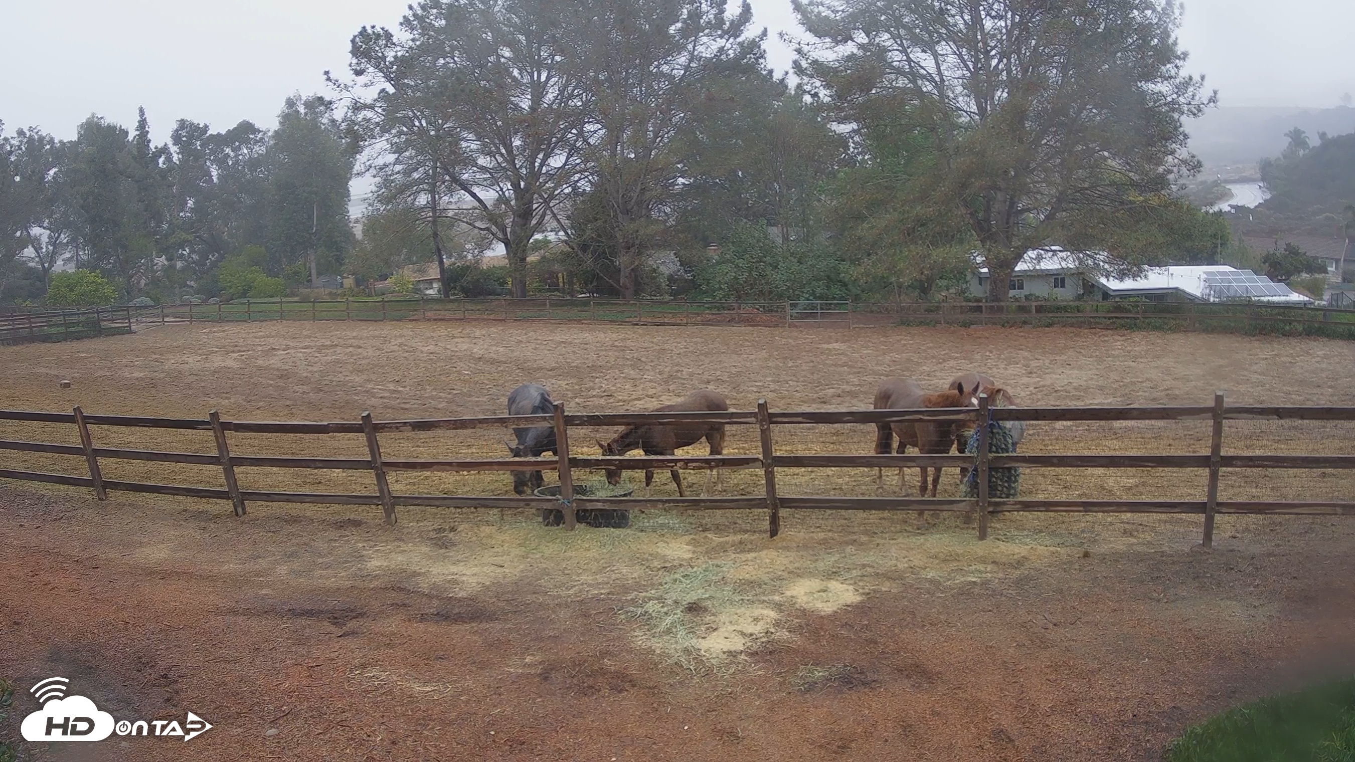Snapshot of Frankie, Fiji and Hada Live Horse Webcam taken Feb 7, 2025, 3:54pm PST