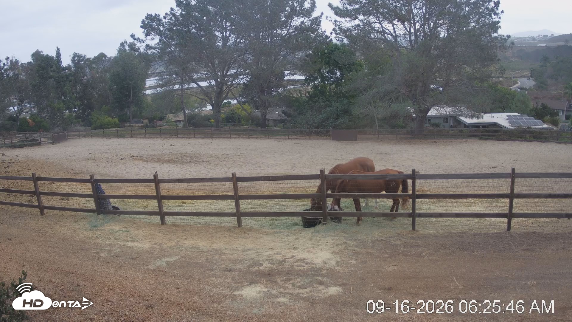 Snapshot of Frankie, Fiji and Hada Live Horse Webcam taken Sep 16, 2026, 7:26am PDT